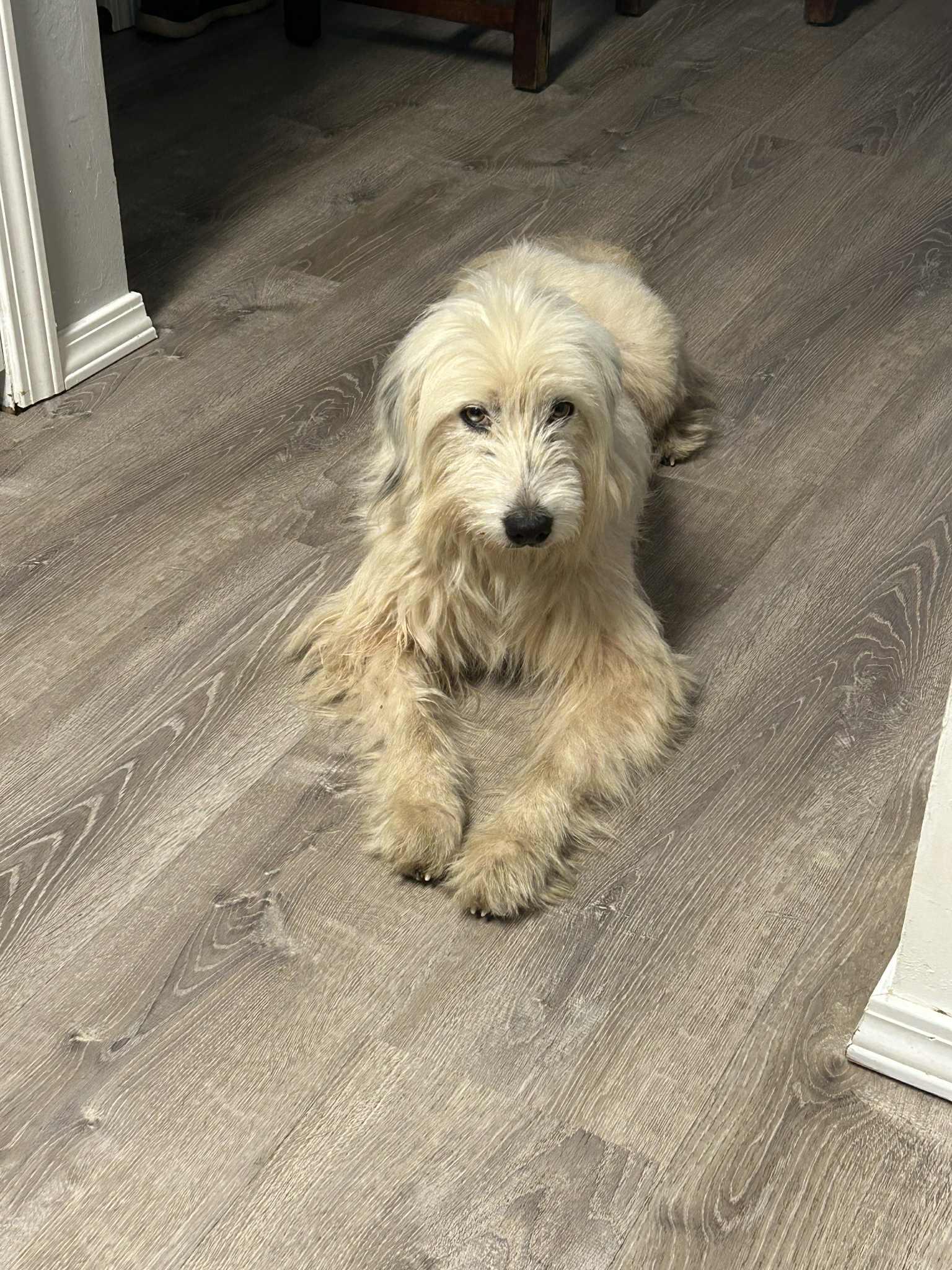 Cinci, an adoptable Goldendoodle in Mcloud, OK, 74851 | Photo Image 3