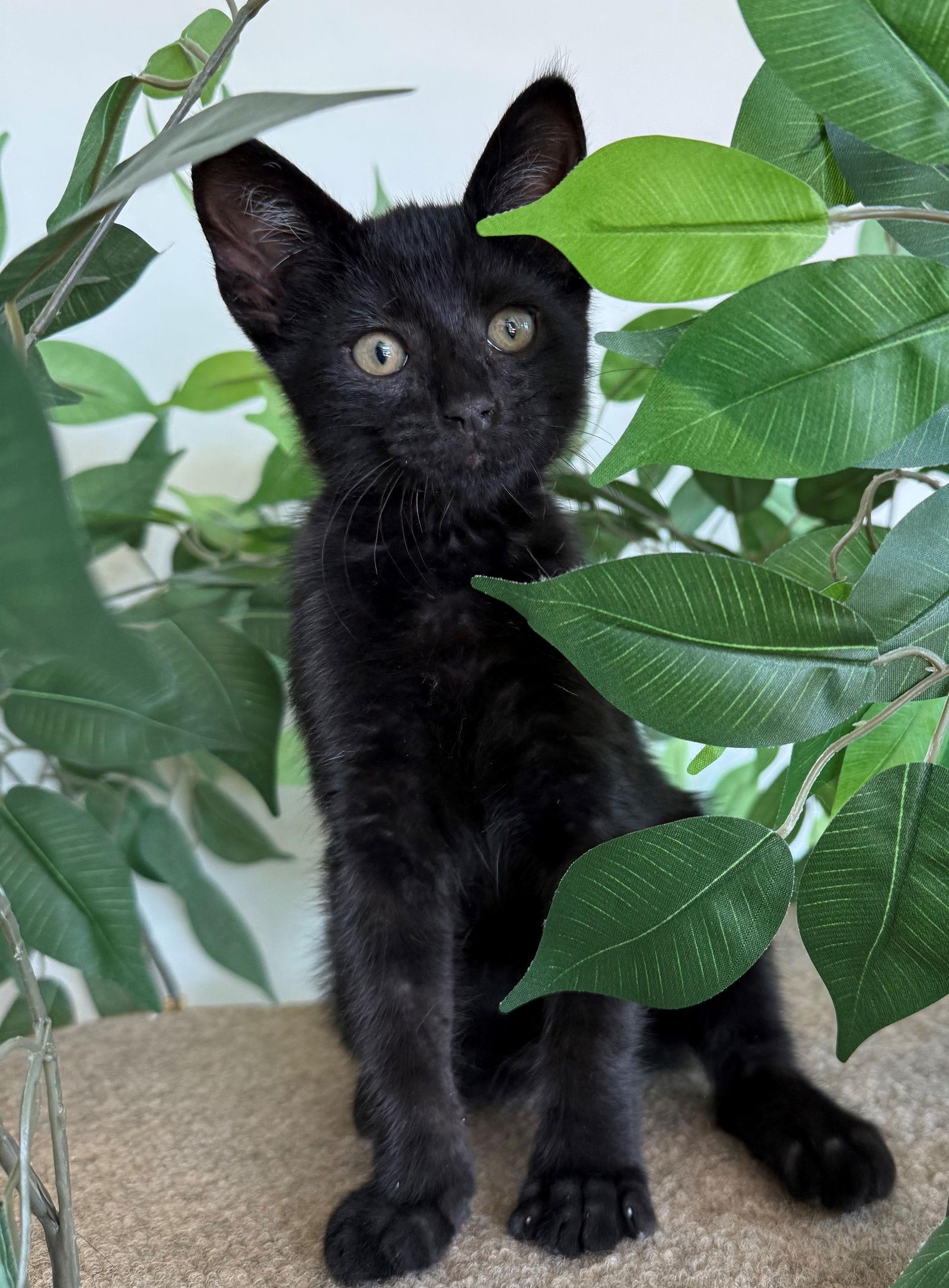 Adopt Lola in Las Cruces | Domestic Short Hair us | Buddy