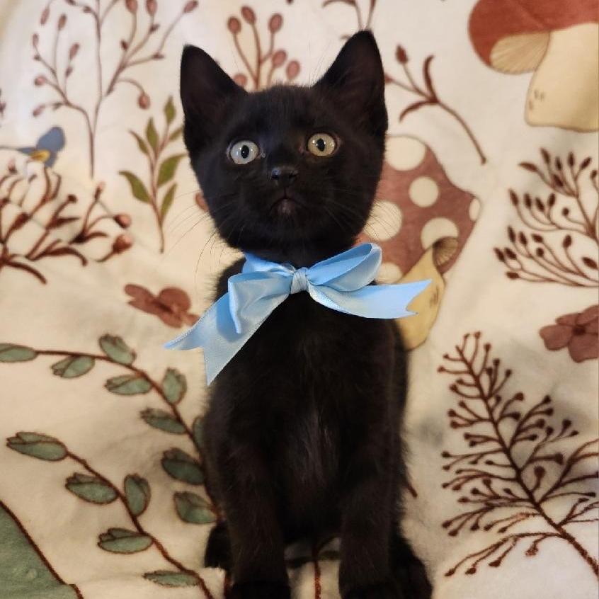 Brandford, a Adoptable Domestic Medium Hair in Coos Bay, OR image 1/2