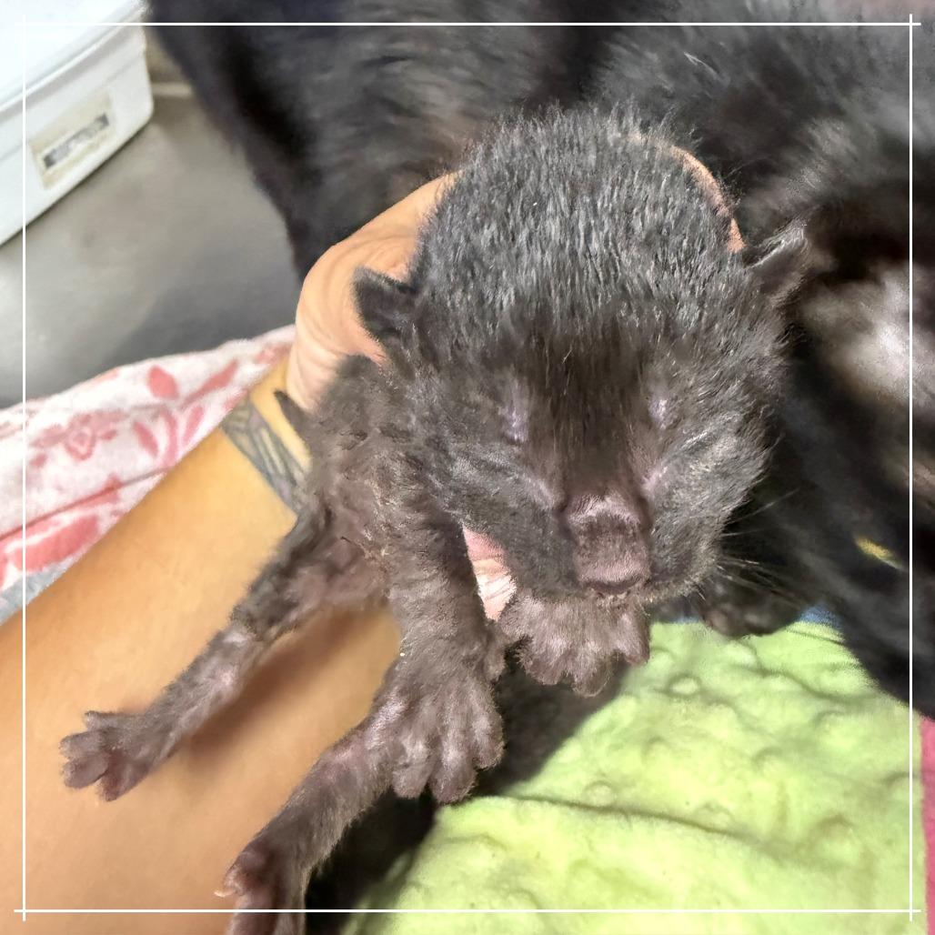 Brandford, a Adoptable Domestic Medium Hair in Coos Bay, OR image 2/2