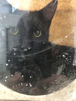 Enlarge Laundry Soap, a Adoptable mixed breed in Daytona Beach, FL image 1/1