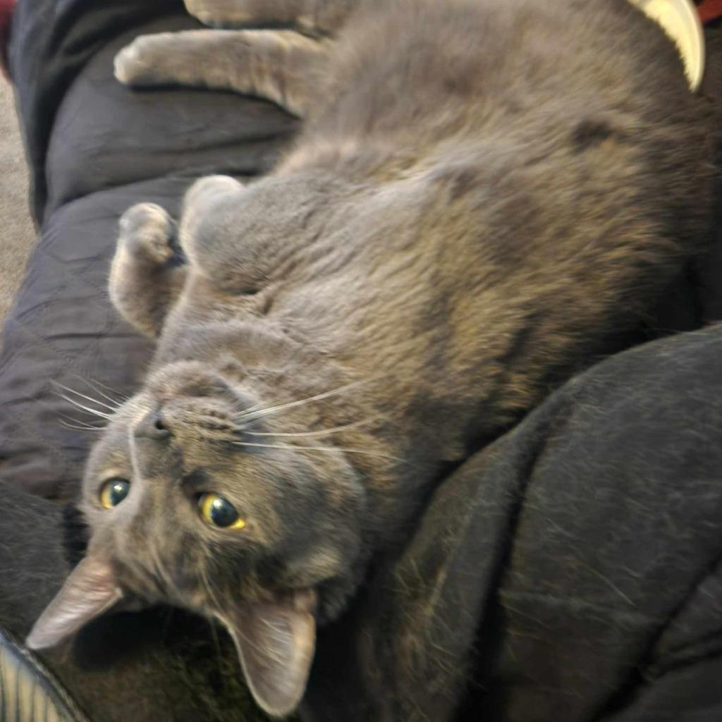 Teddi, Adoptable, Senior Male Domestic Short Hair.