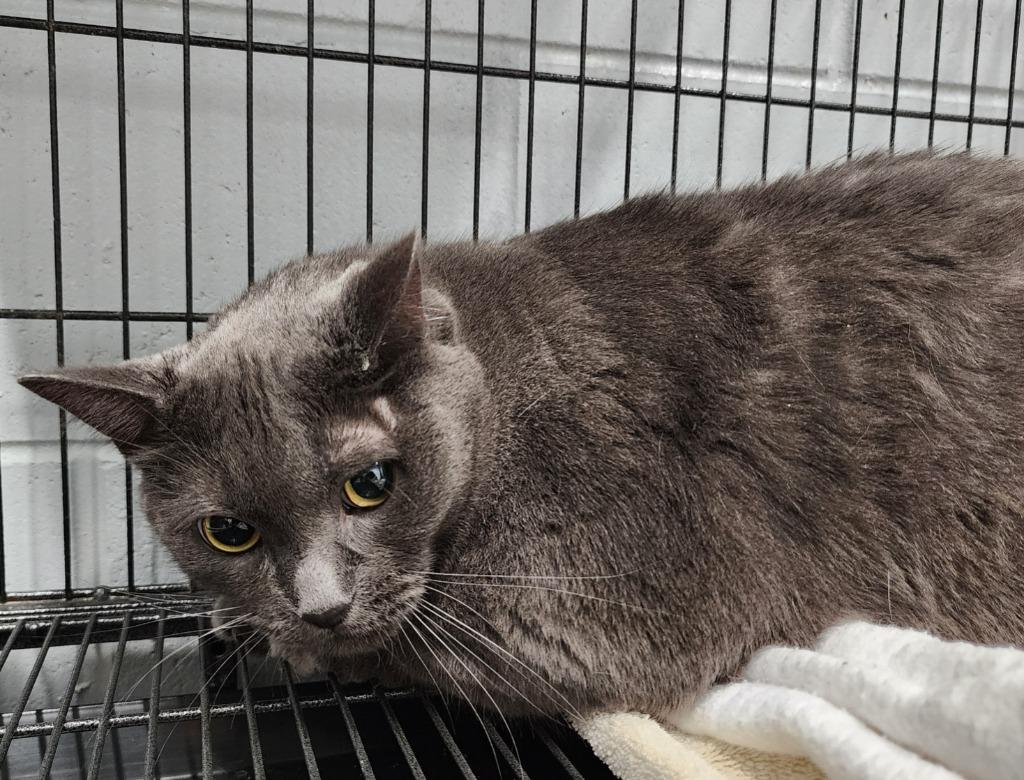 Enlarge Teddi, a Adoptable mixed breed in Muskegon, MI image 2/2