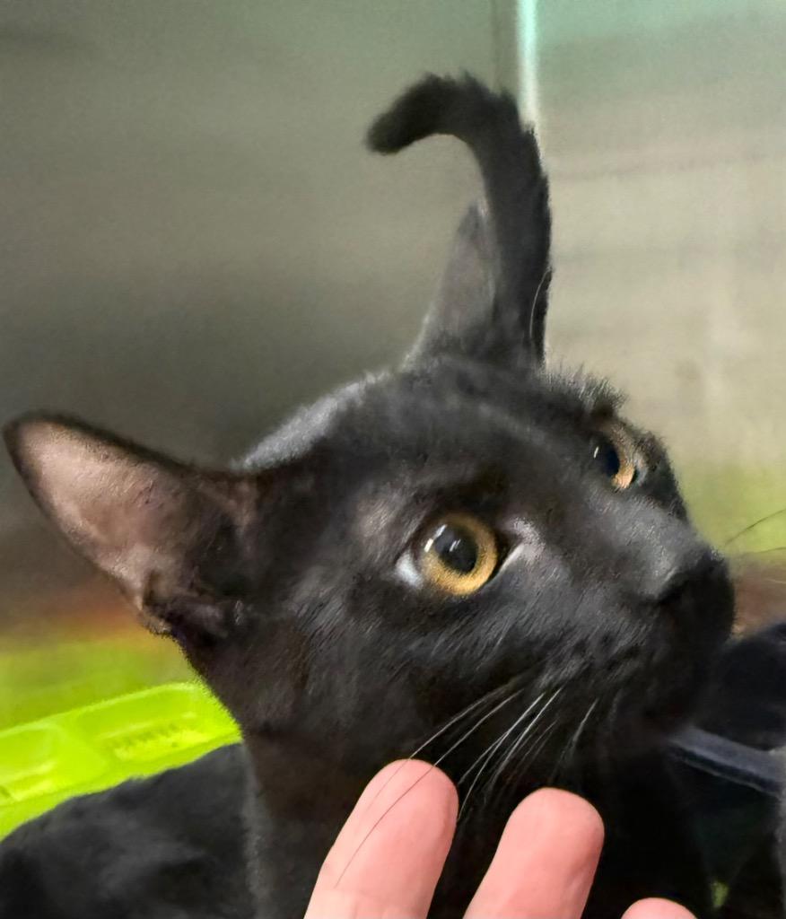 Miney, Adoptable, Kitten Male Domestic Short Hair.