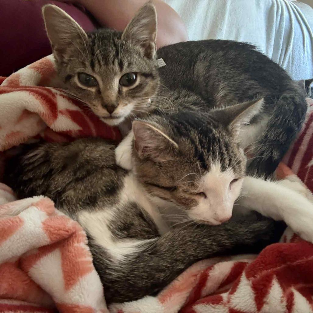 Energizer, Adoptable, Young Female Domestic Short Hair.