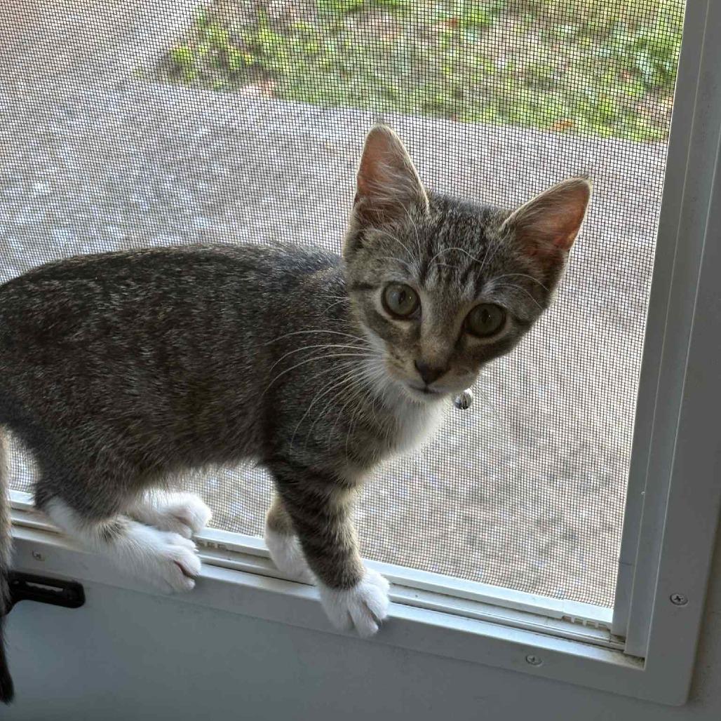 Energizer, a Adoptable Domestic Short Hair in Lyndhurst, VA image 3/5