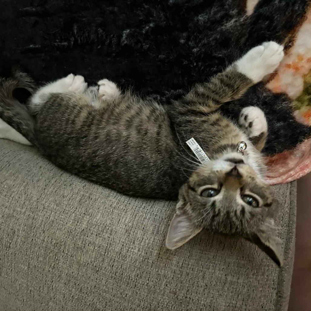 Energizer, a Adoptable Domestic Short Hair in Lyndhurst, VA image 4/5