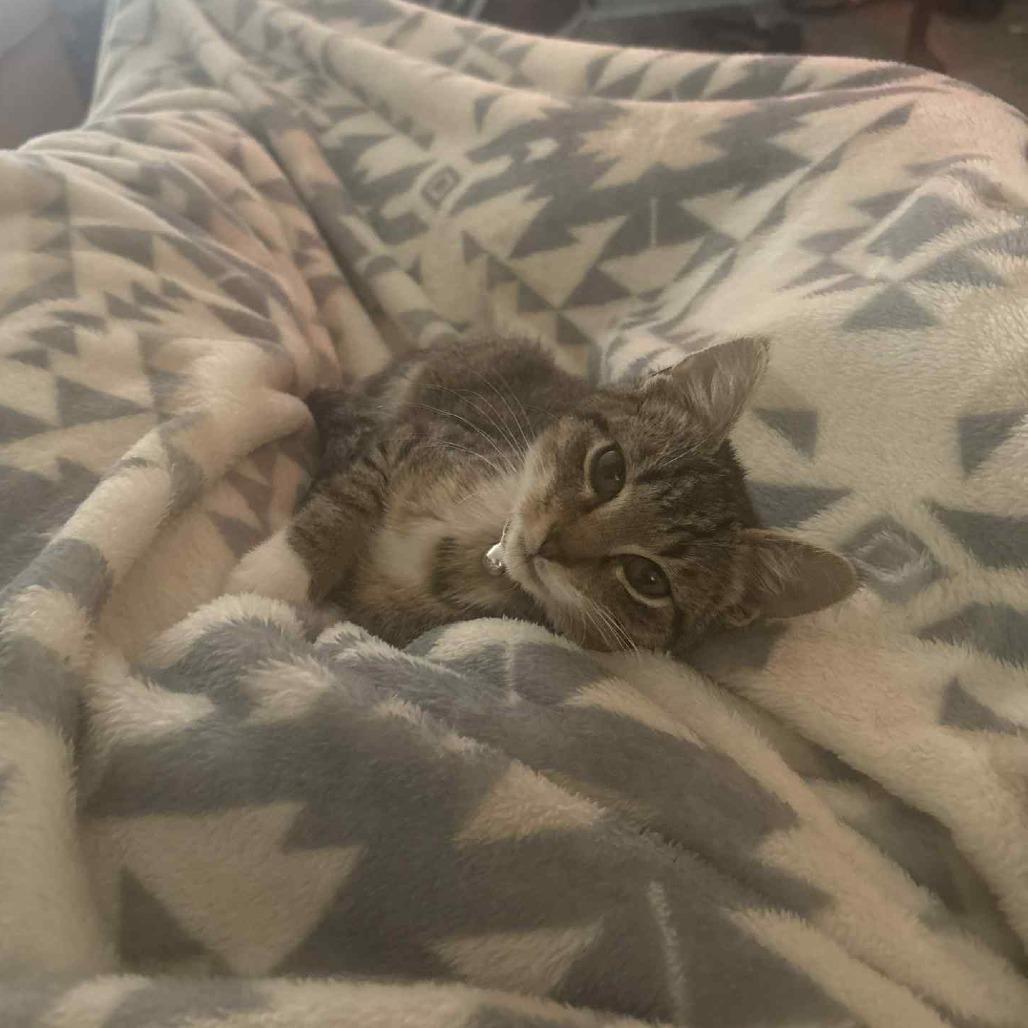 Energizer, a Adoptable Domestic Short Hair in Lyndhurst, VA image 5/5