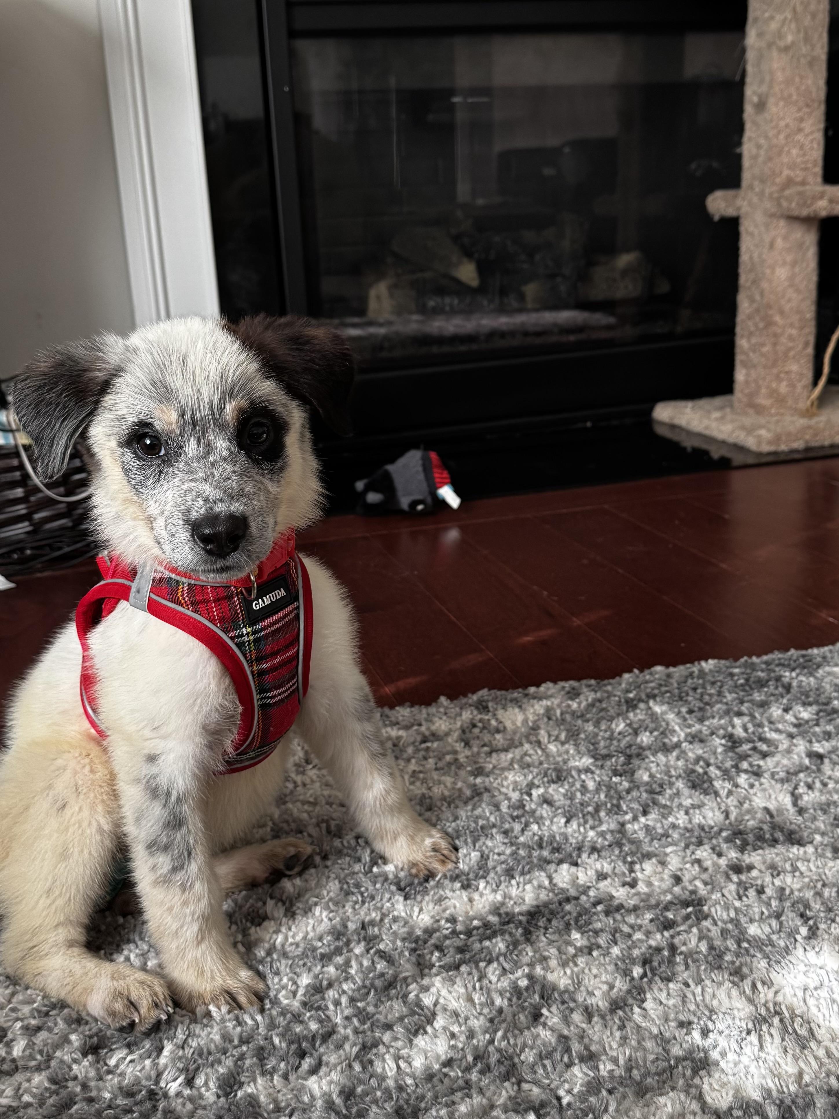 Enlarge Bella, an adopted mixed breed in Severn, MD image 4/6