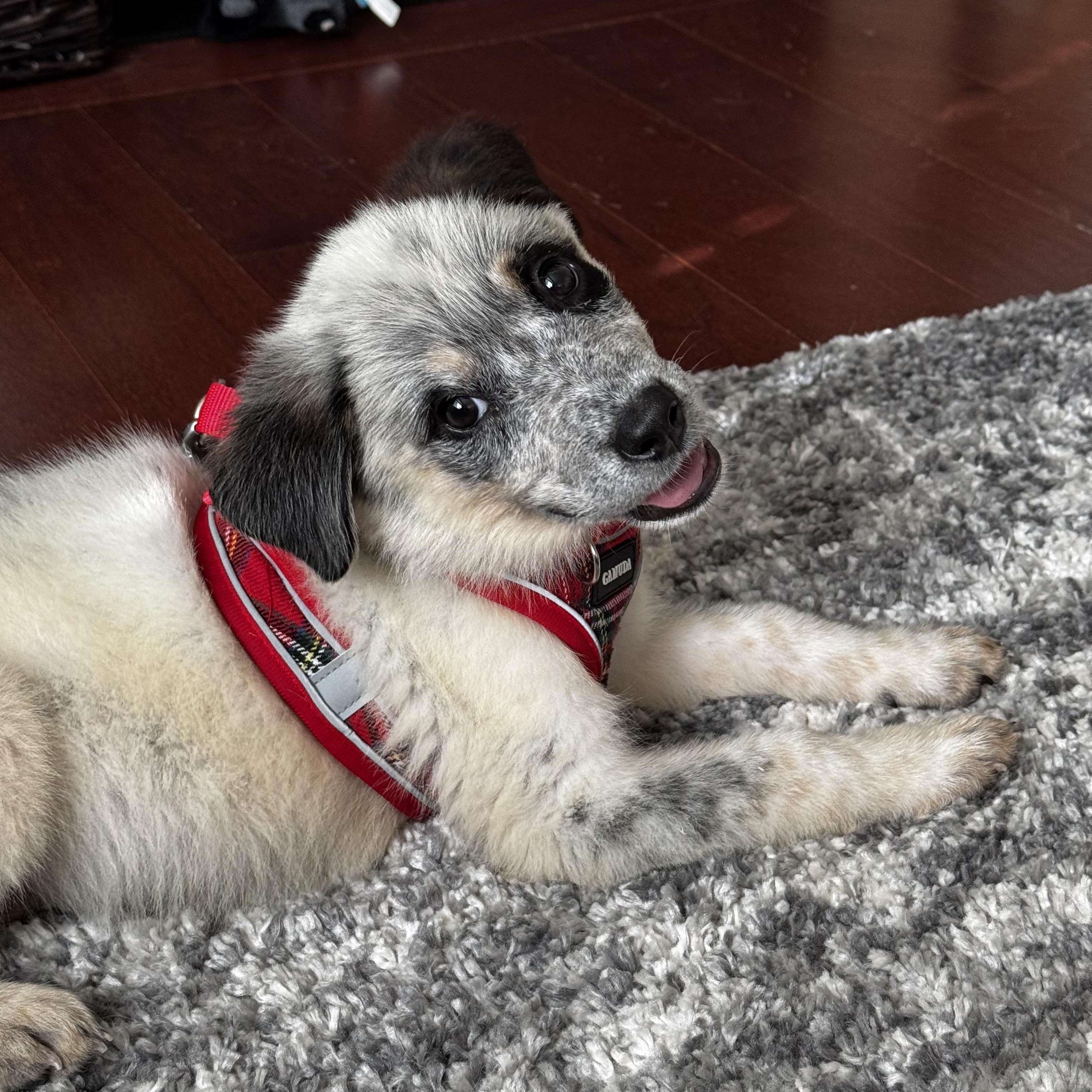 Enlarge Bella, an adopted mixed breed in Severn, MD image 6/6