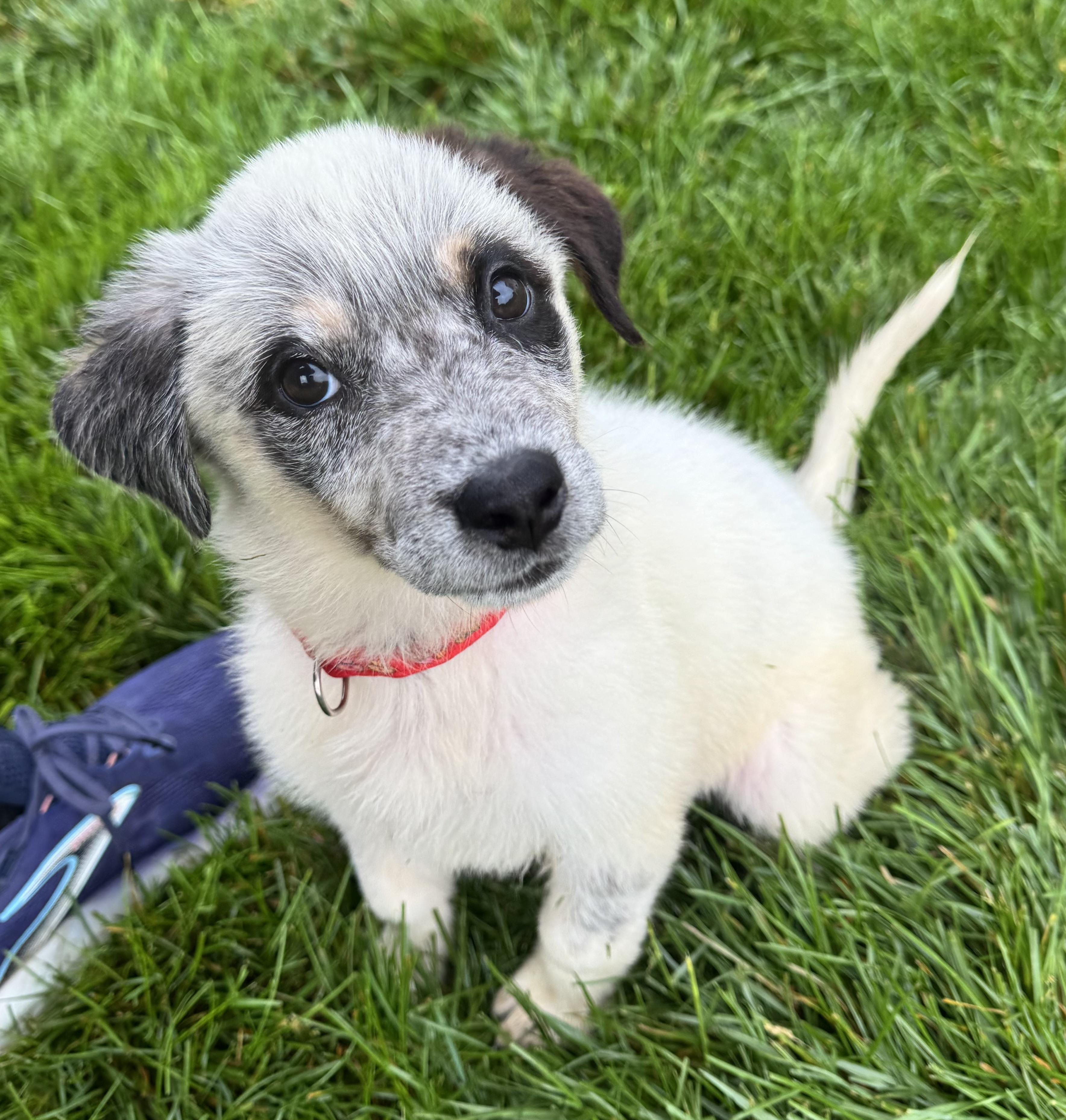 Enlarge Bella, an adopted mixed breed in Severn, MD image 1/6