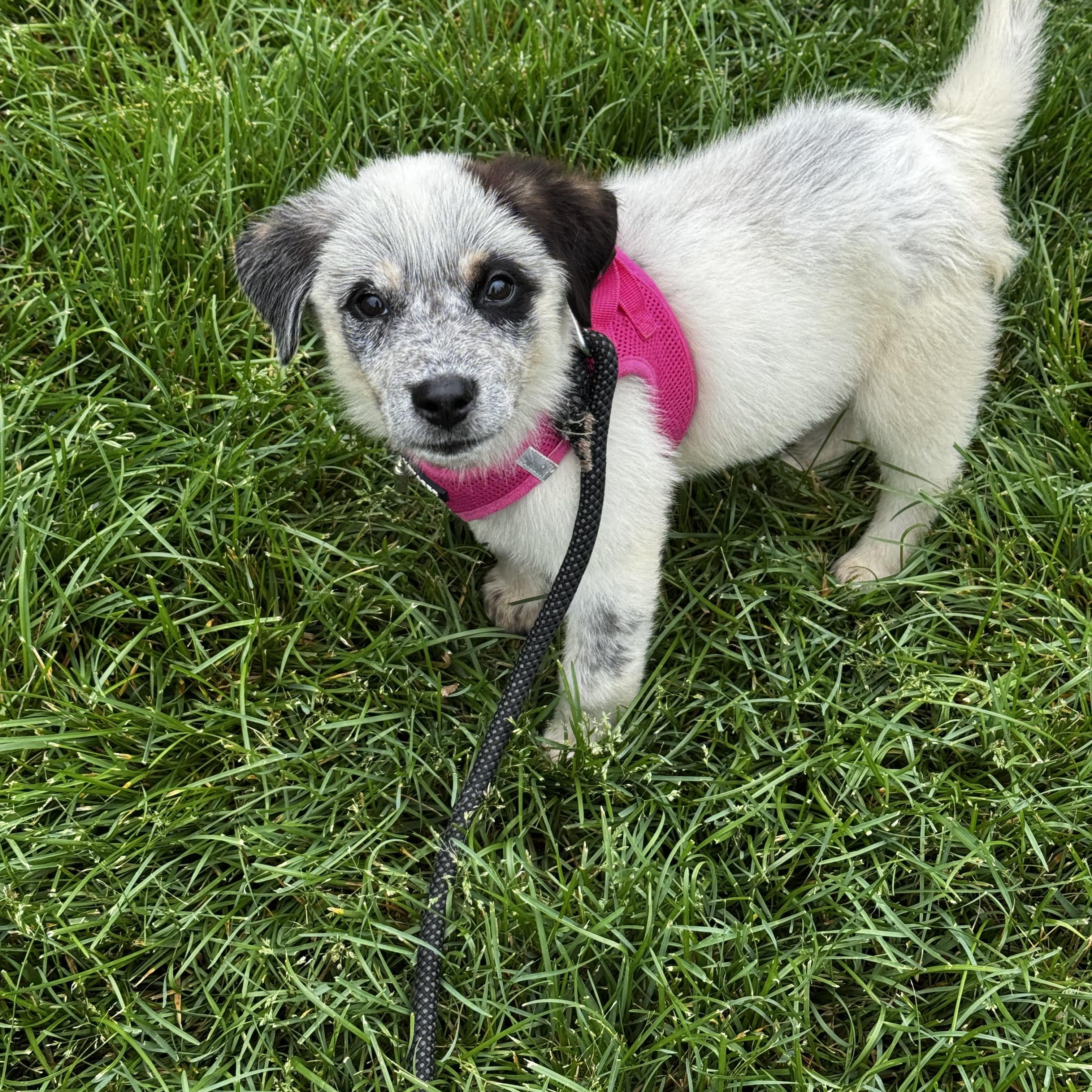 Enlarge Bella, an adopted mixed breed in Severn, MD image 5/6
