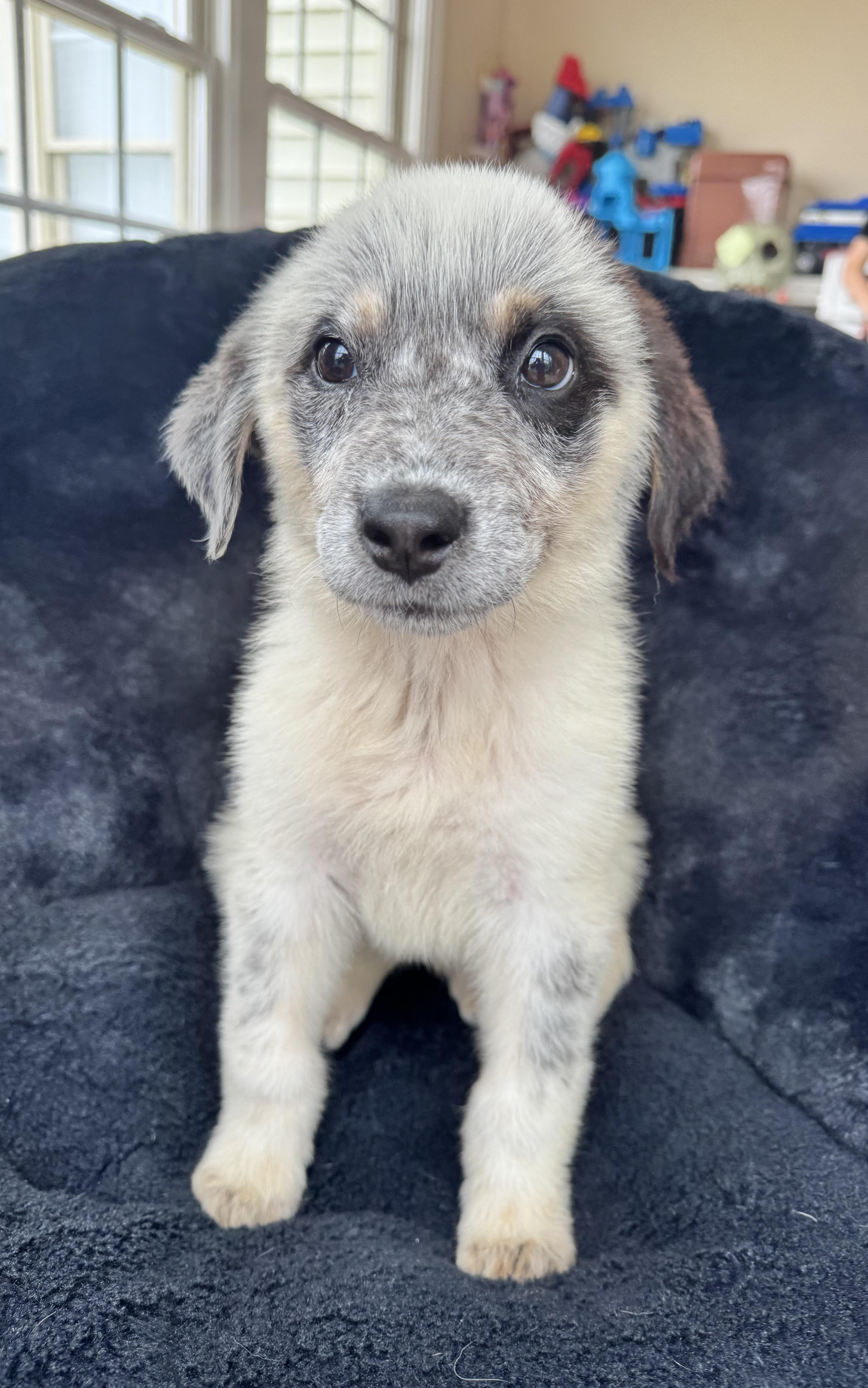 Enlarge Bella, an adopted mixed breed in Severn, MD image 2/6