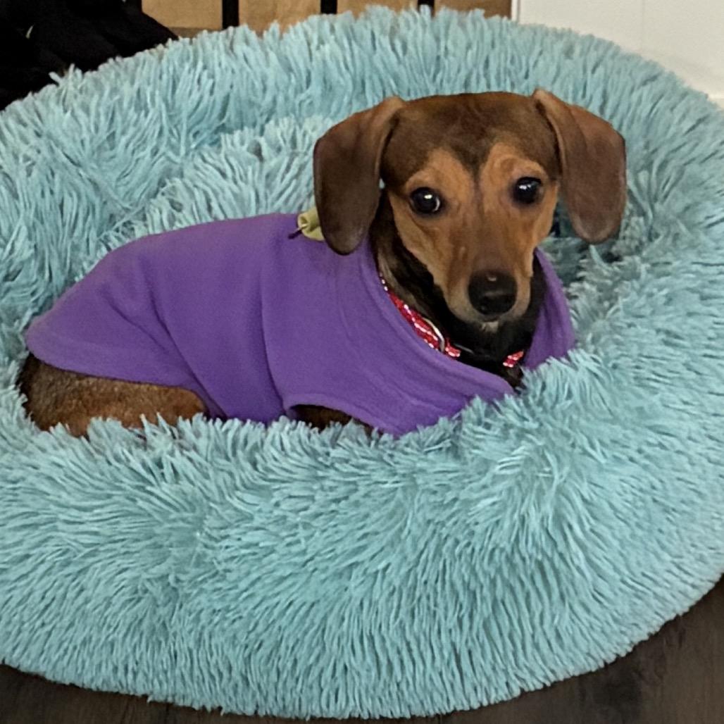 Brooks, a Adoptable mixed breed in Overland Park, KS image 2/4