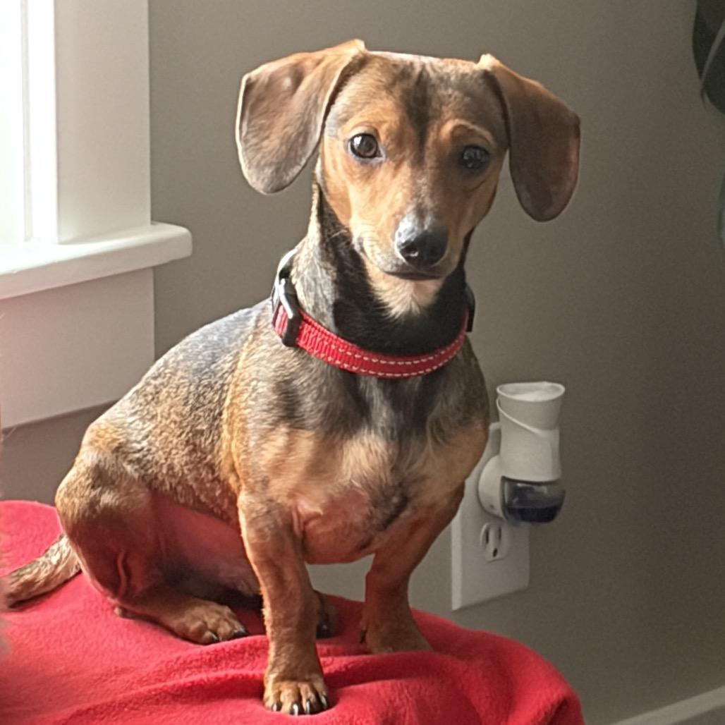 Brooks, a Adoptable mixed breed in Overland Park, KS image 3/4