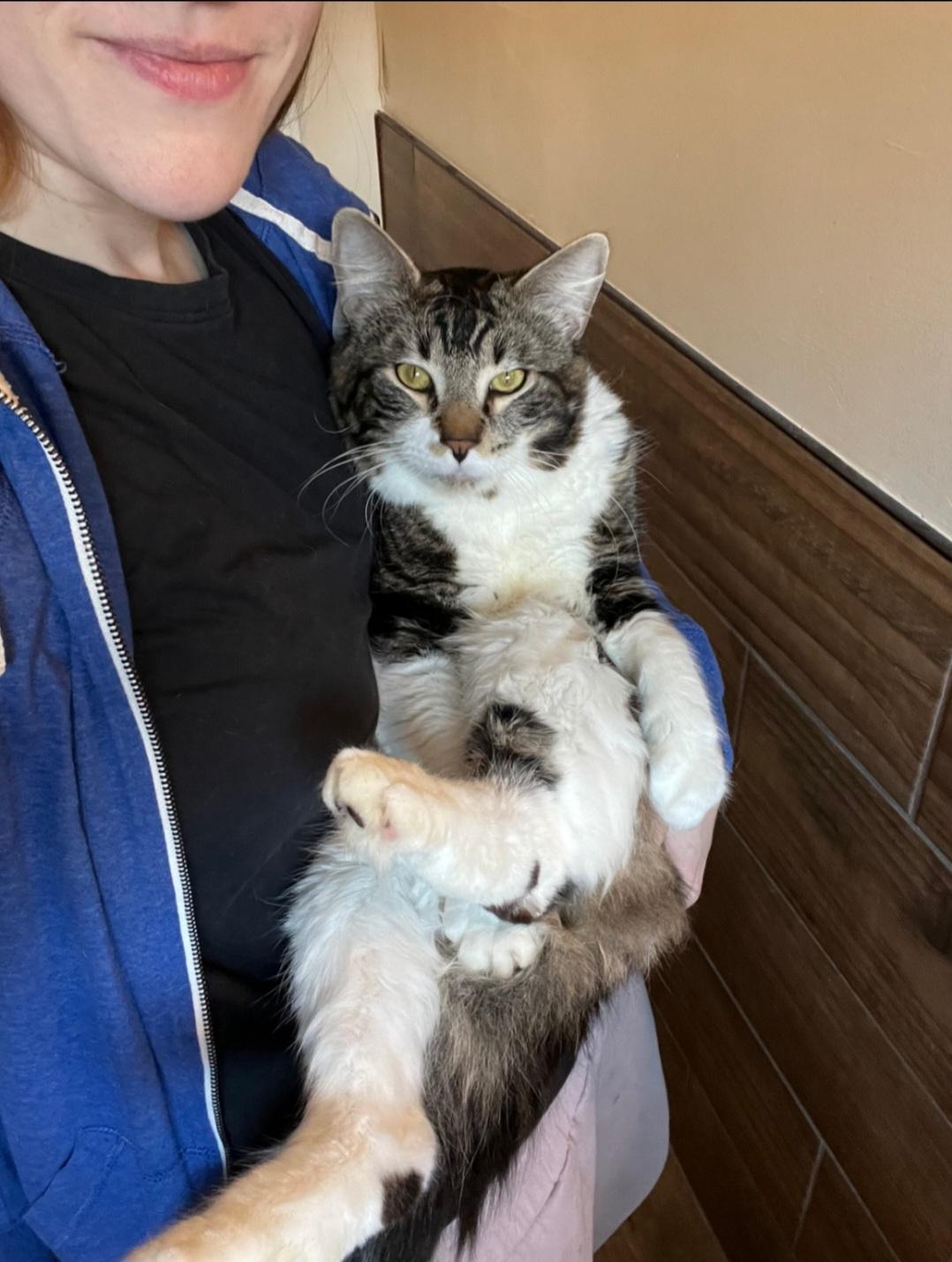 Enlarge Kingfisher, a ADOPTABLE Domestic Medium Hair in Rochester , NY image 4/6