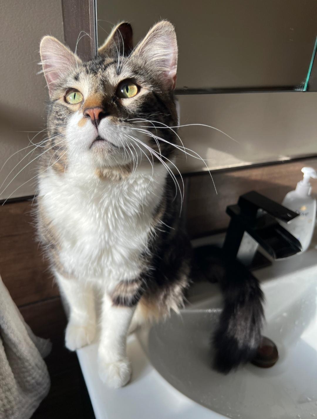 Enlarge Kingfisher, a ADOPTABLE Domestic Medium Hair in Rochester , NY image 2/6