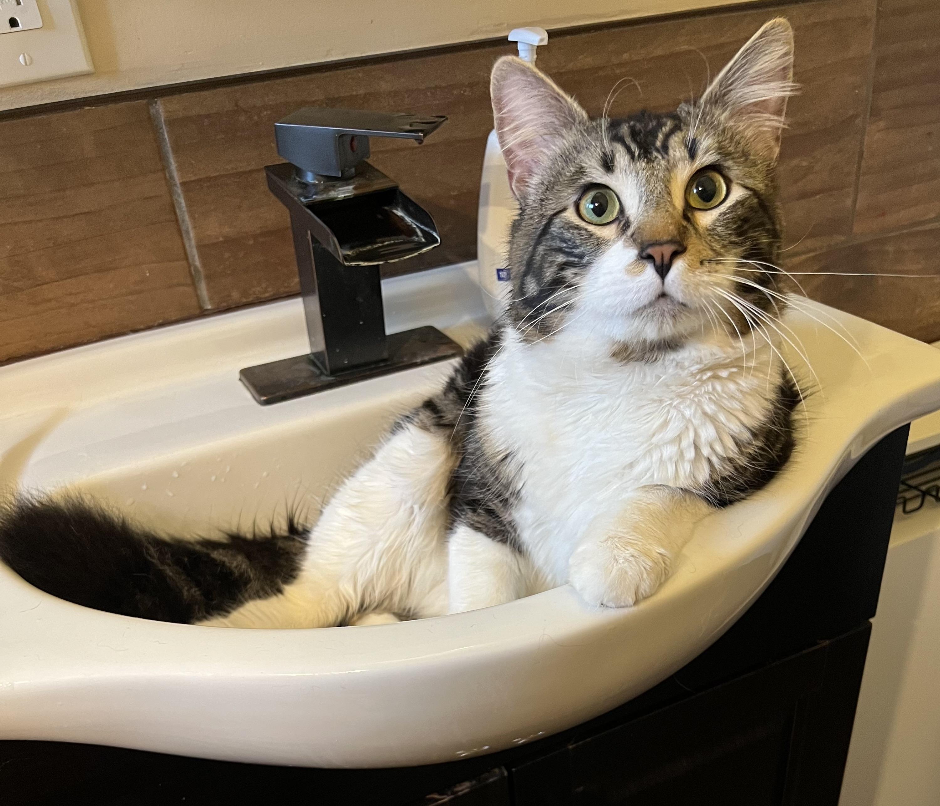 Enlarge Kingfisher, a ADOPTABLE Domestic Medium Hair in Rochester , NY image 5/6