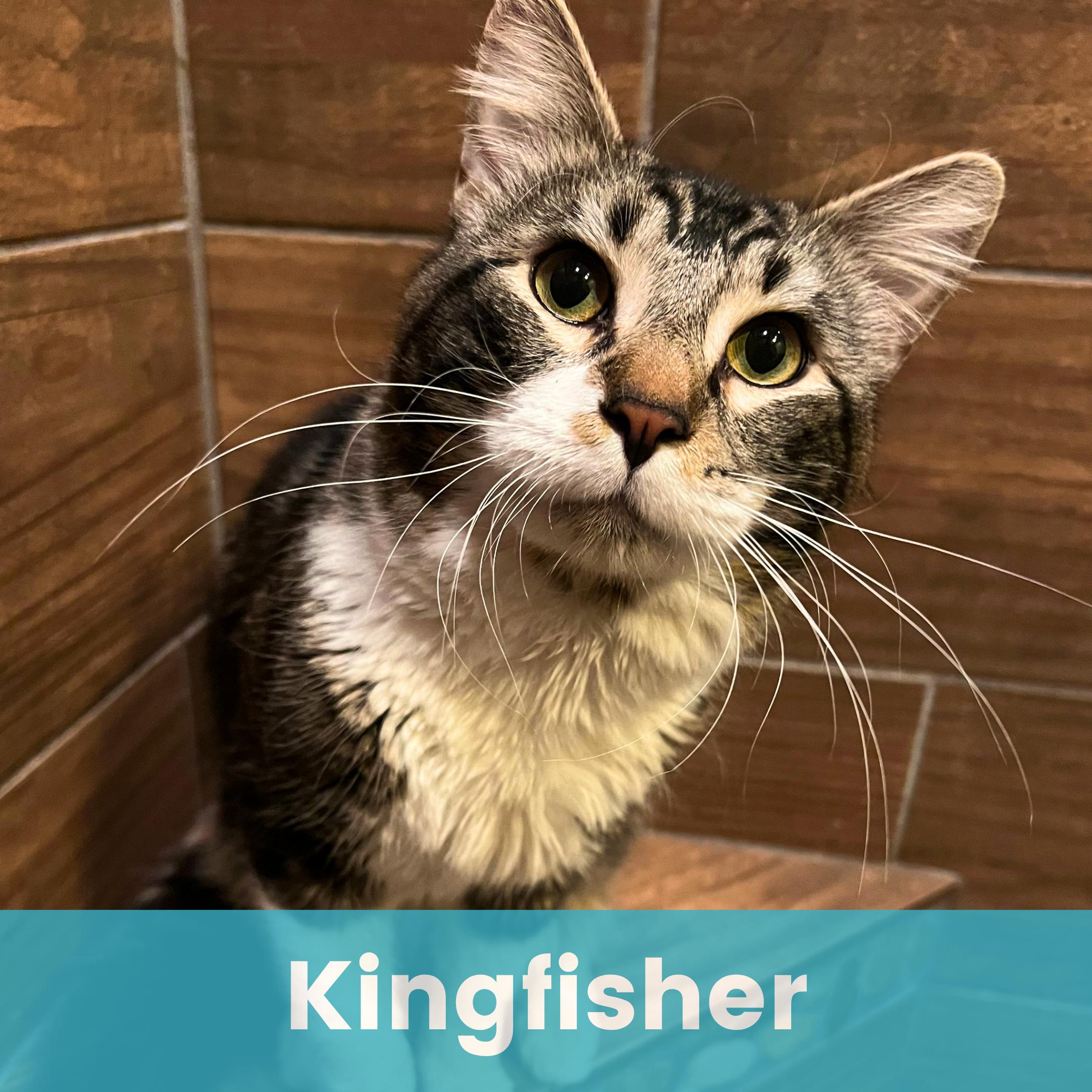 Kingfisher, ADOPTABLE, Young Male Domestic Medium Hair.