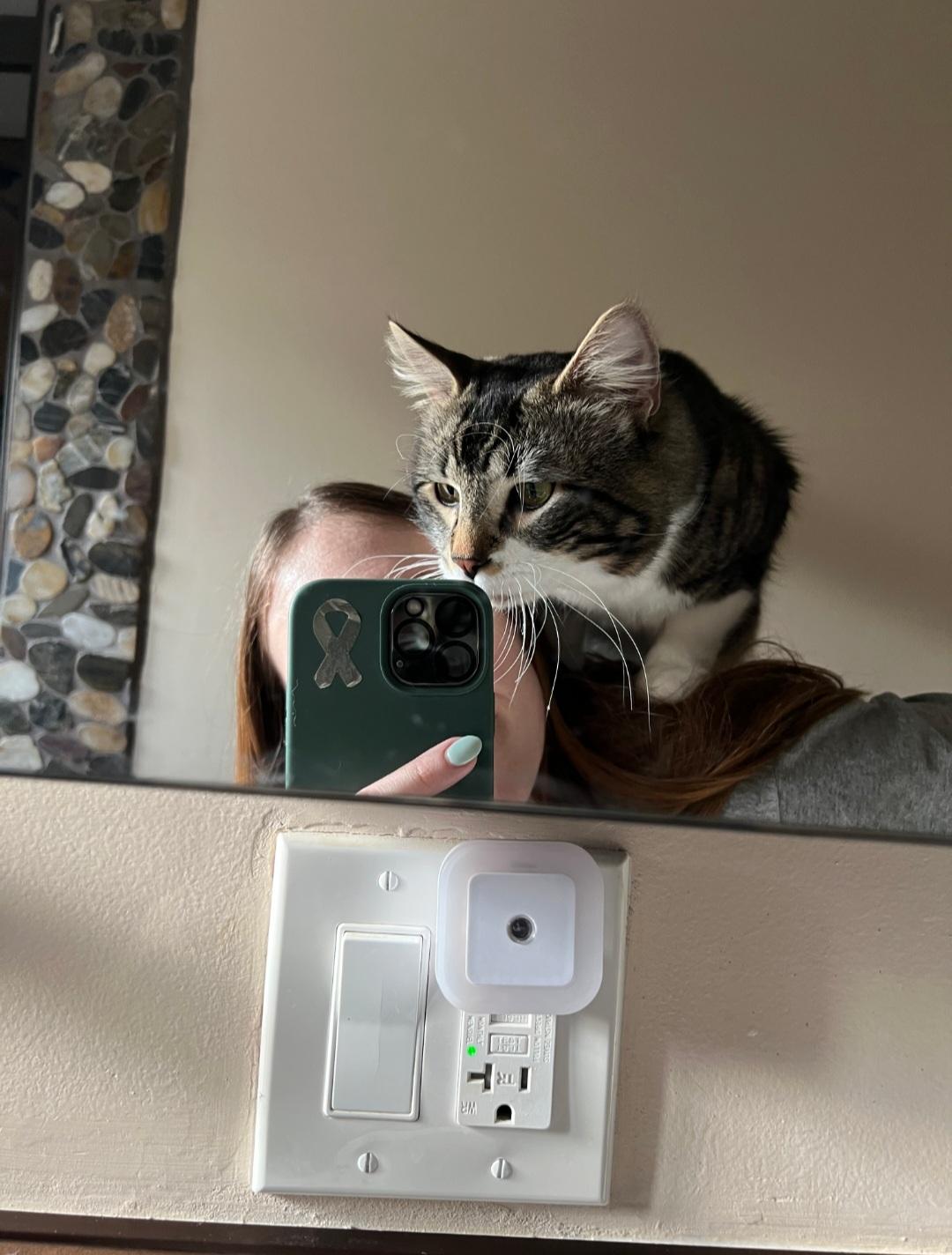 Enlarge Kingfisher, a ADOPTABLE Domestic Medium Hair in Rochester , NY image 6/6