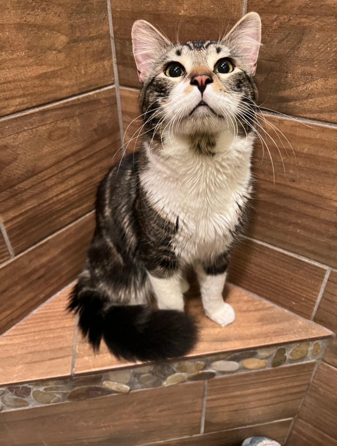 Enlarge Kingfisher, a ADOPTABLE Domestic Medium Hair in Rochester , NY image 3/6