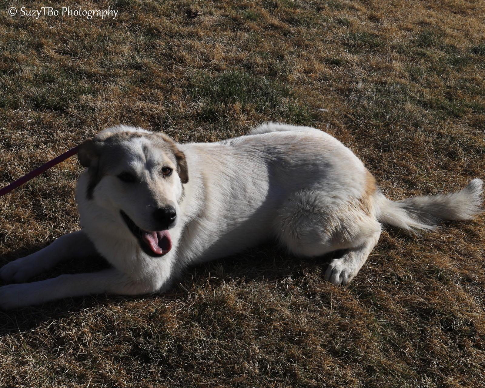 Belle , ADOPTABLE, Young Male Great Pyrenees.