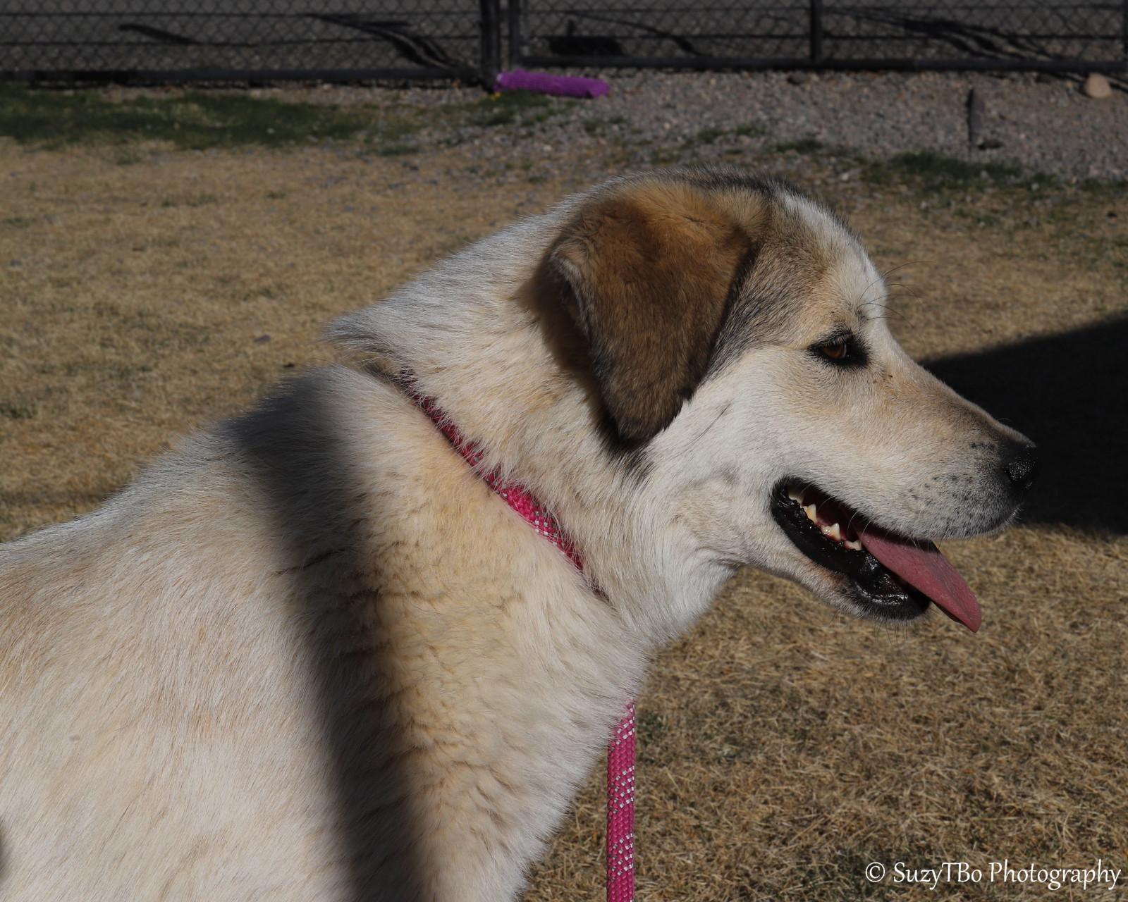 Enlarge Belle , a ADOPTABLE mixed breed in Montrose, CO image 2/3