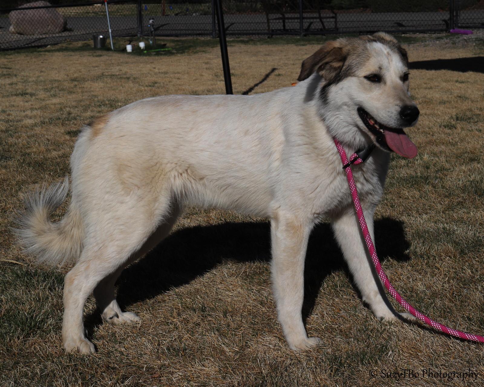 Enlarge Belle , a ADOPTABLE mixed breed in Montrose, CO image 3/3