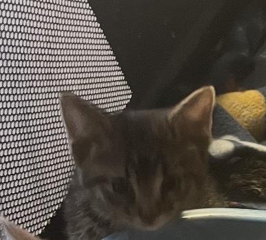 Scotch, Adoptable, Kitten Male Domestic Short Hair.