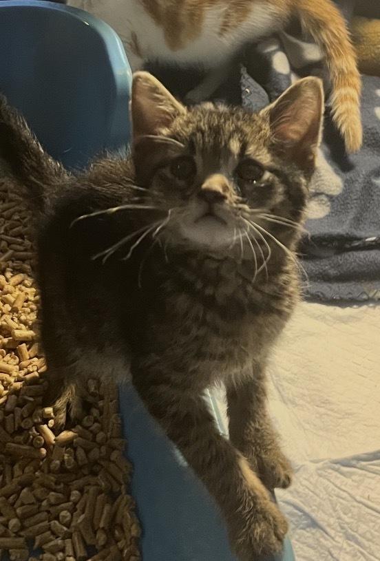 Scotch, a Adoptable Domestic Short Hair in Palatine, IL image 2/2