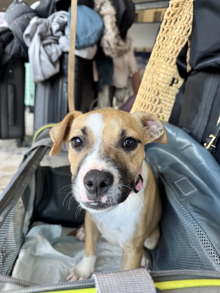 Enlarge Josie, a Adoptable mixed breed in Waterbury, CT image 1/3