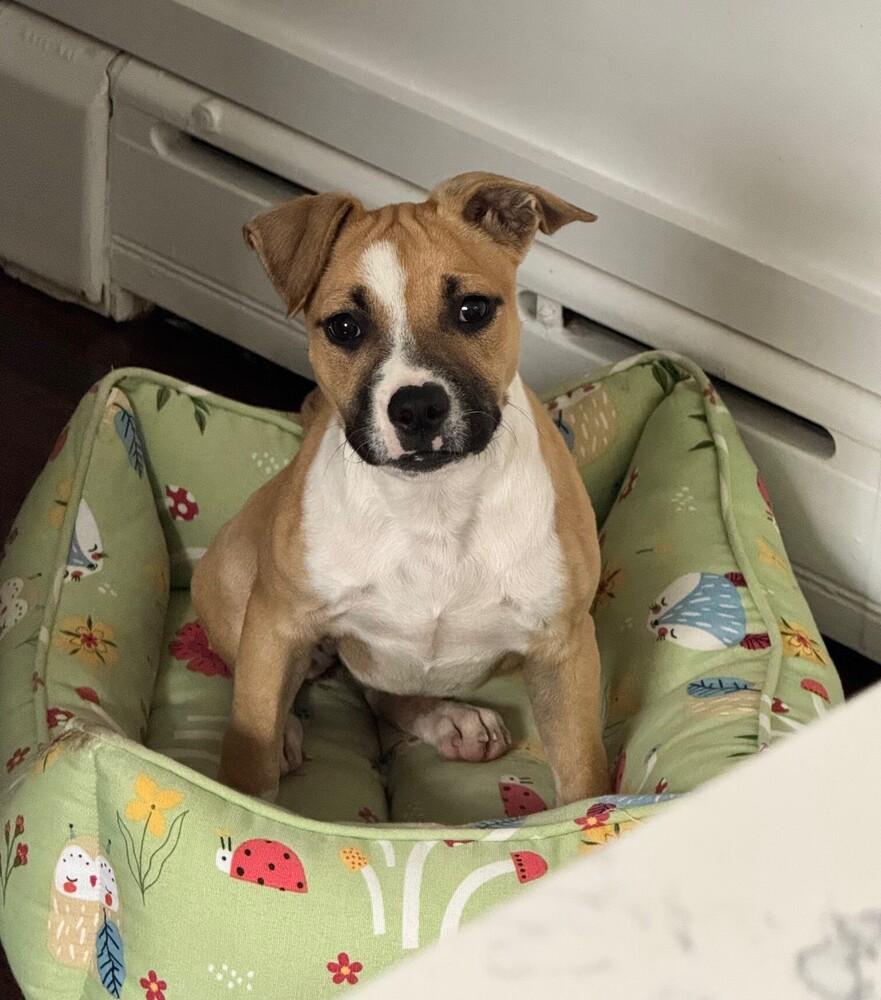 Enlarge Josie, a Adoptable mixed breed in Waterbury, CT image 3/3