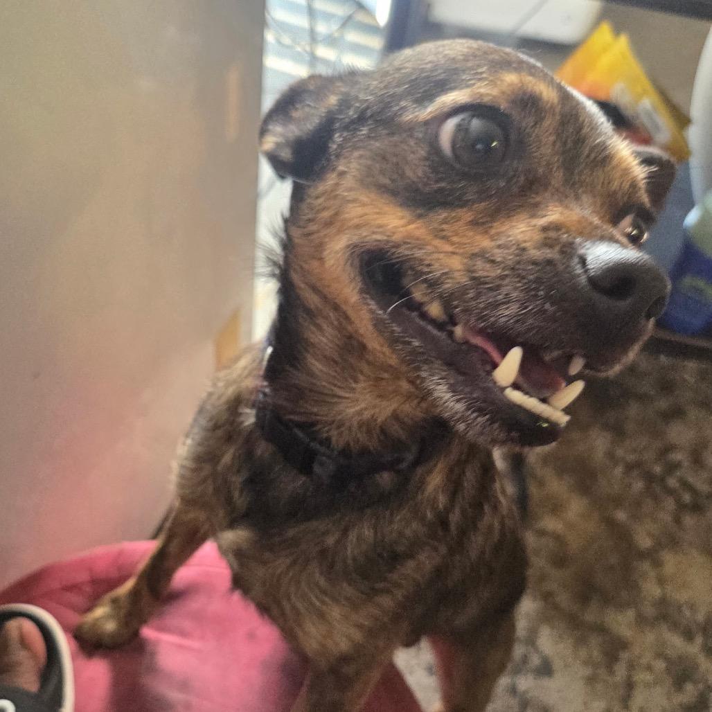 Wilson C-34371, Adoptable, Adult Male Mixed Breed.