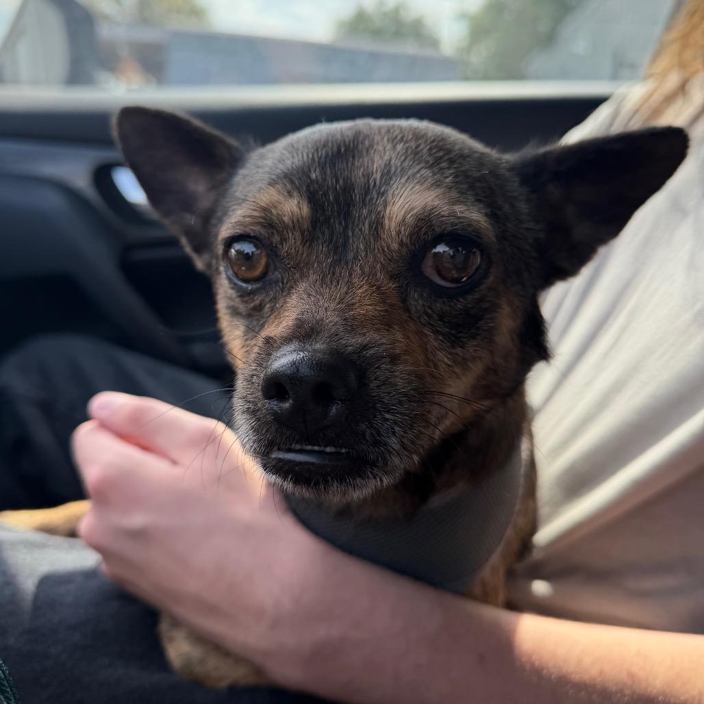 Enlarge Wilson C-34371, a Adoptable Mixed Breed in Oklahoma City, OK image 2/6