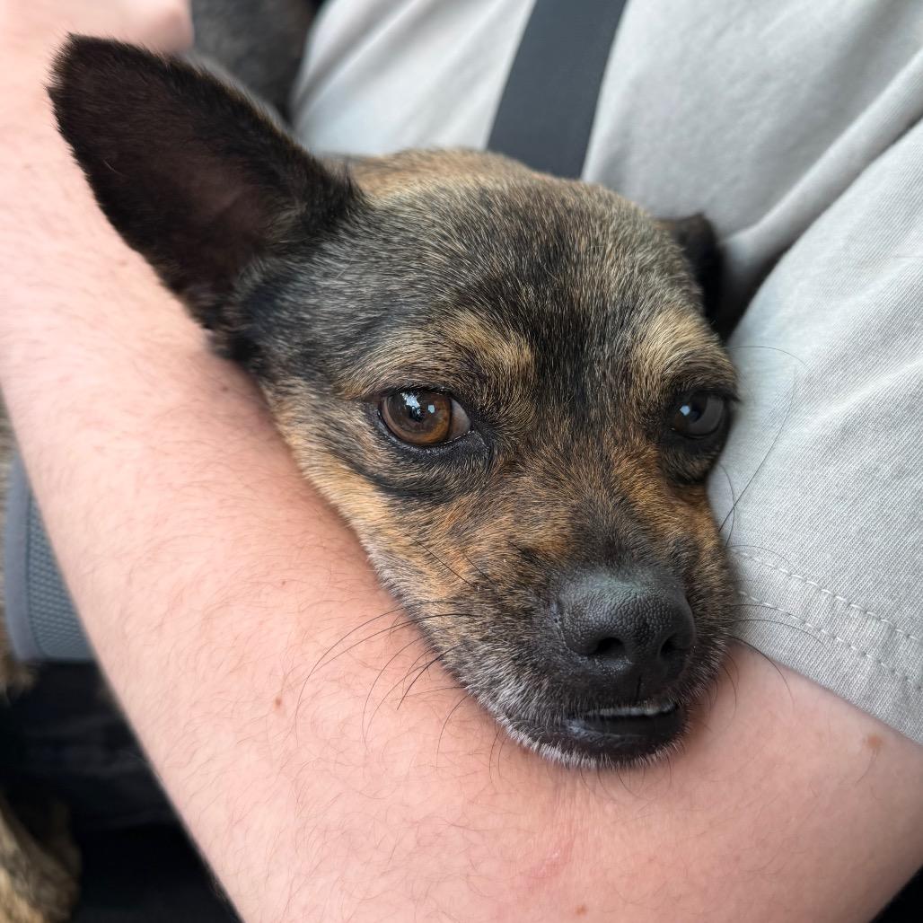 Enlarge Wilson C-34371, a Adoptable Mixed Breed in Oklahoma City, OK image 3/6