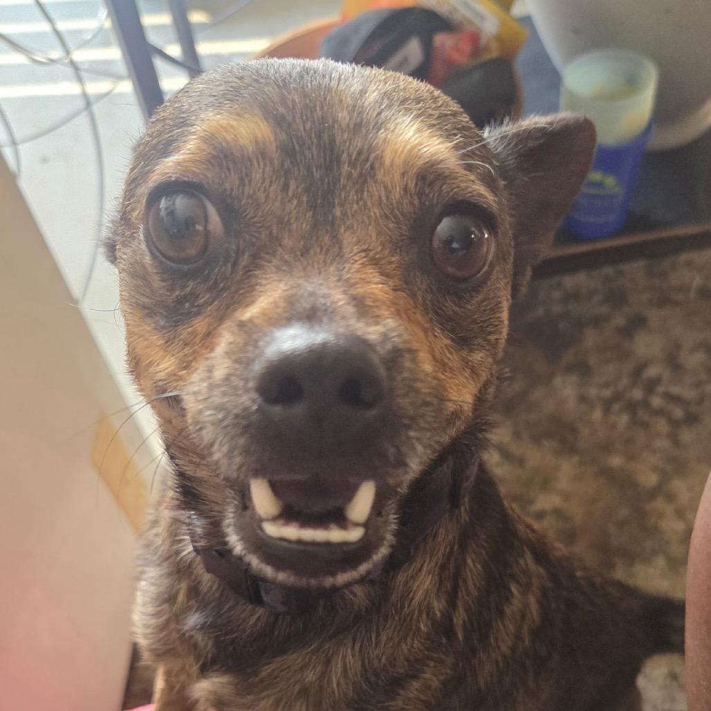 Enlarge Wilson C-34371, a Adoptable Mixed Breed in Oklahoma City, OK image 4/6