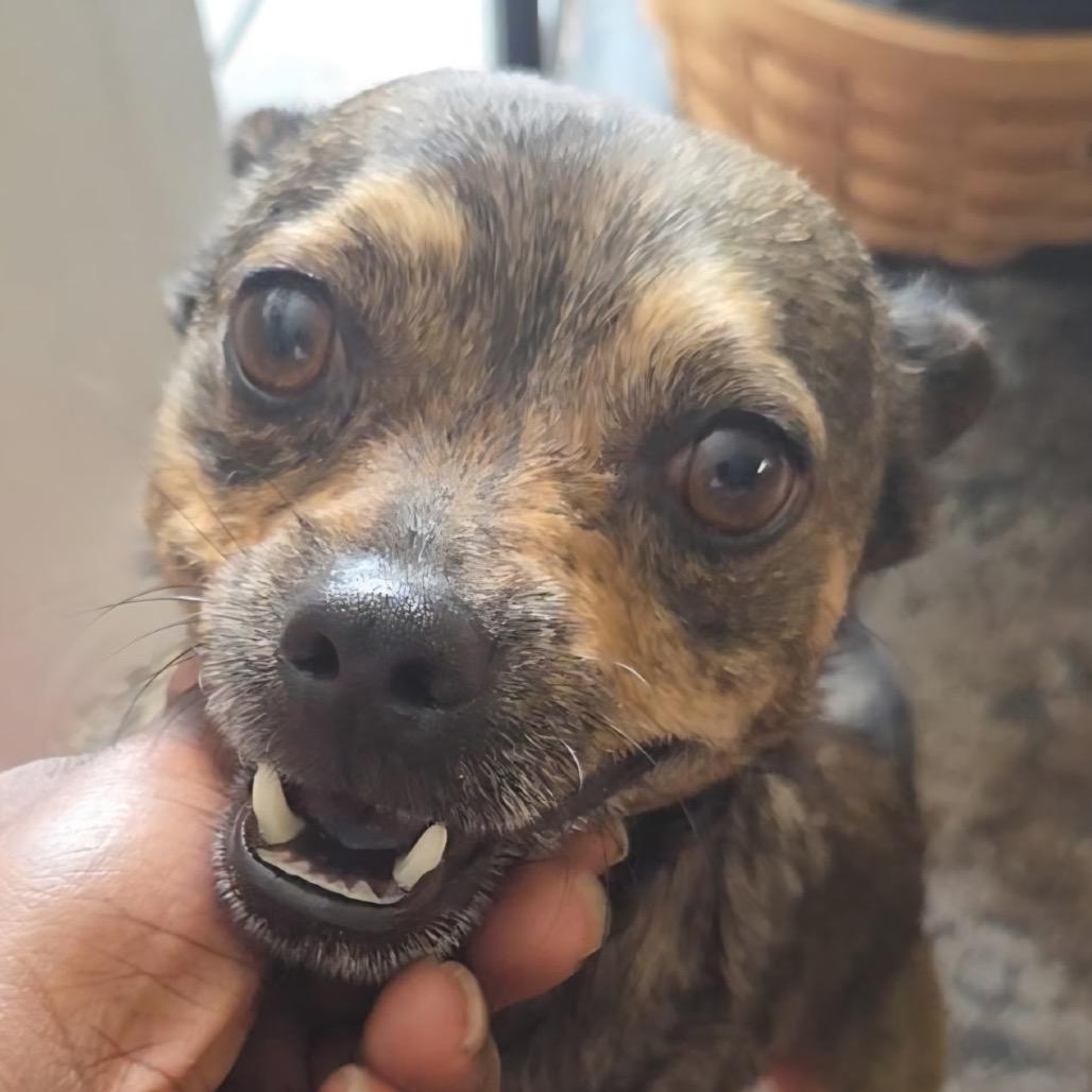 Enlarge Wilson C-34371, a Adoptable Mixed Breed in Oklahoma City, OK image 5/6
