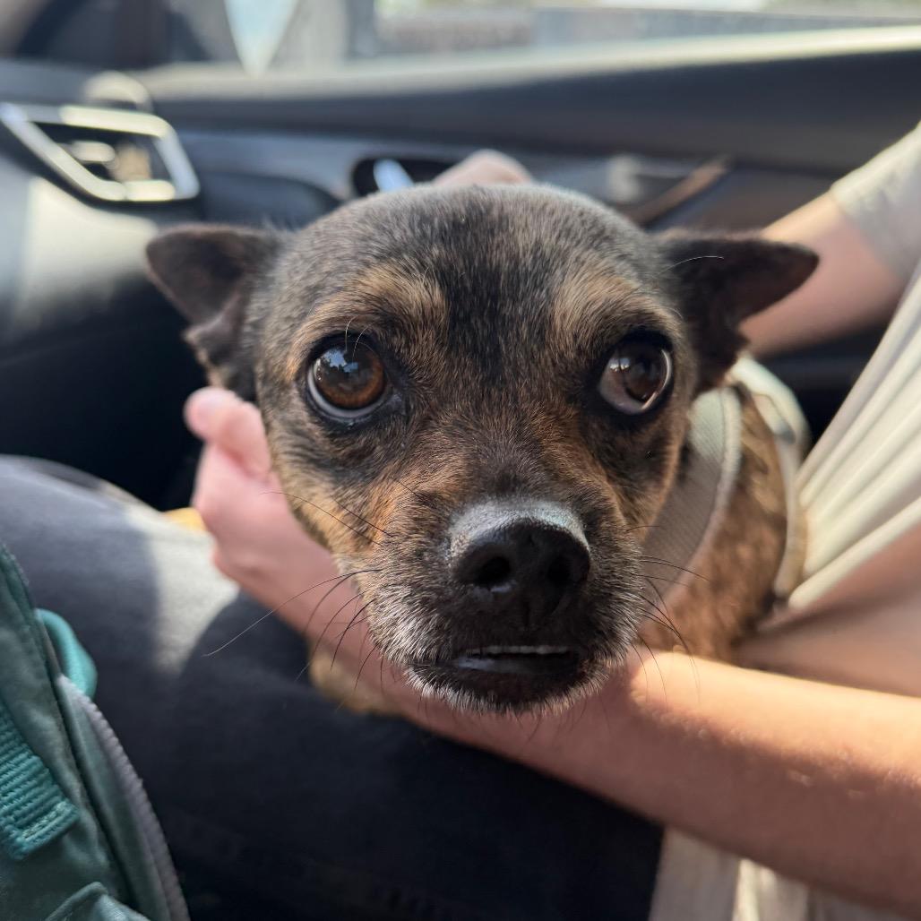 Enlarge Wilson C-34371, a Adoptable Mixed Breed in Oklahoma City, OK image 6/6