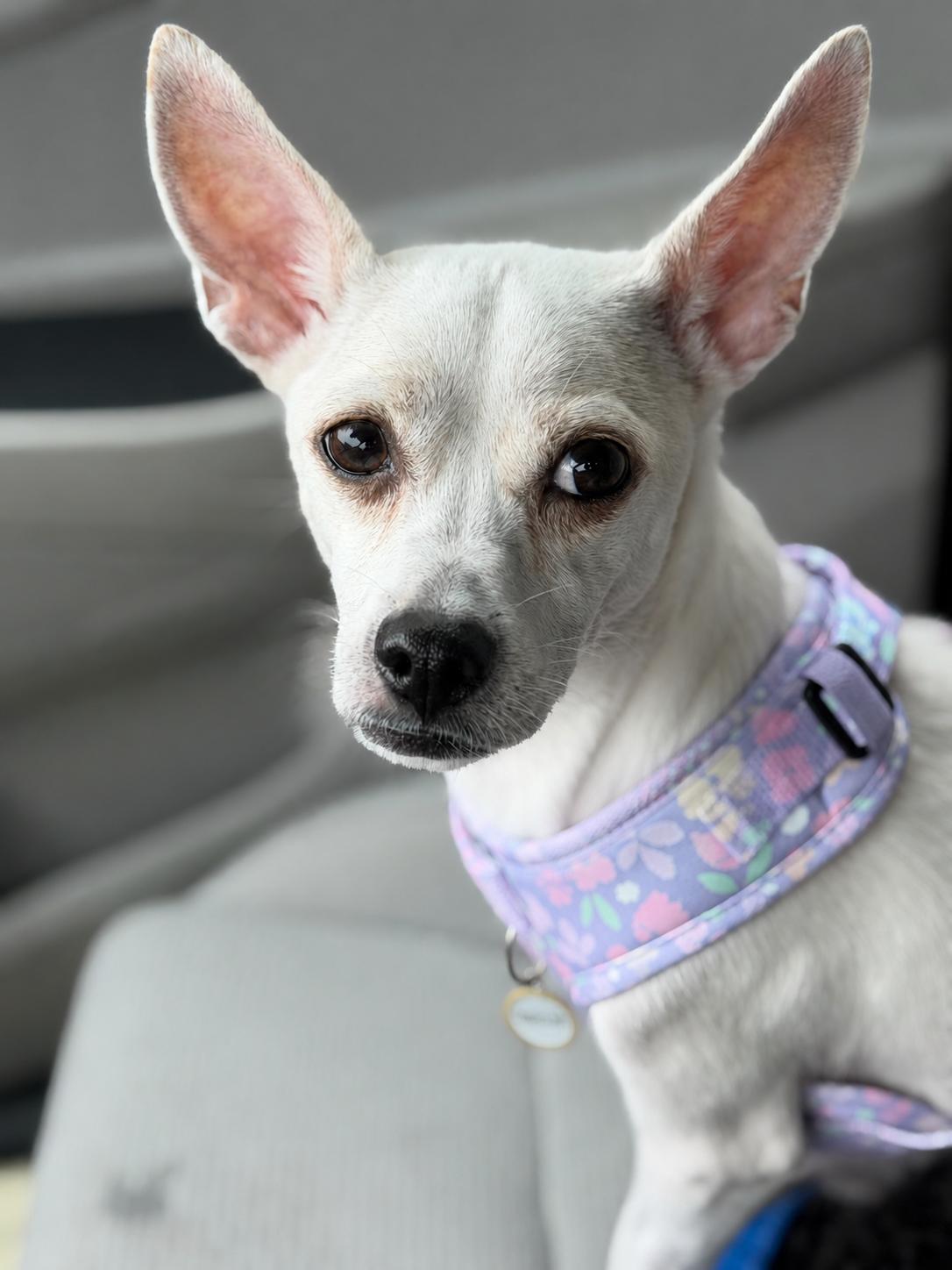 Blossom, Adoptable, Adult Female Chihuahua.