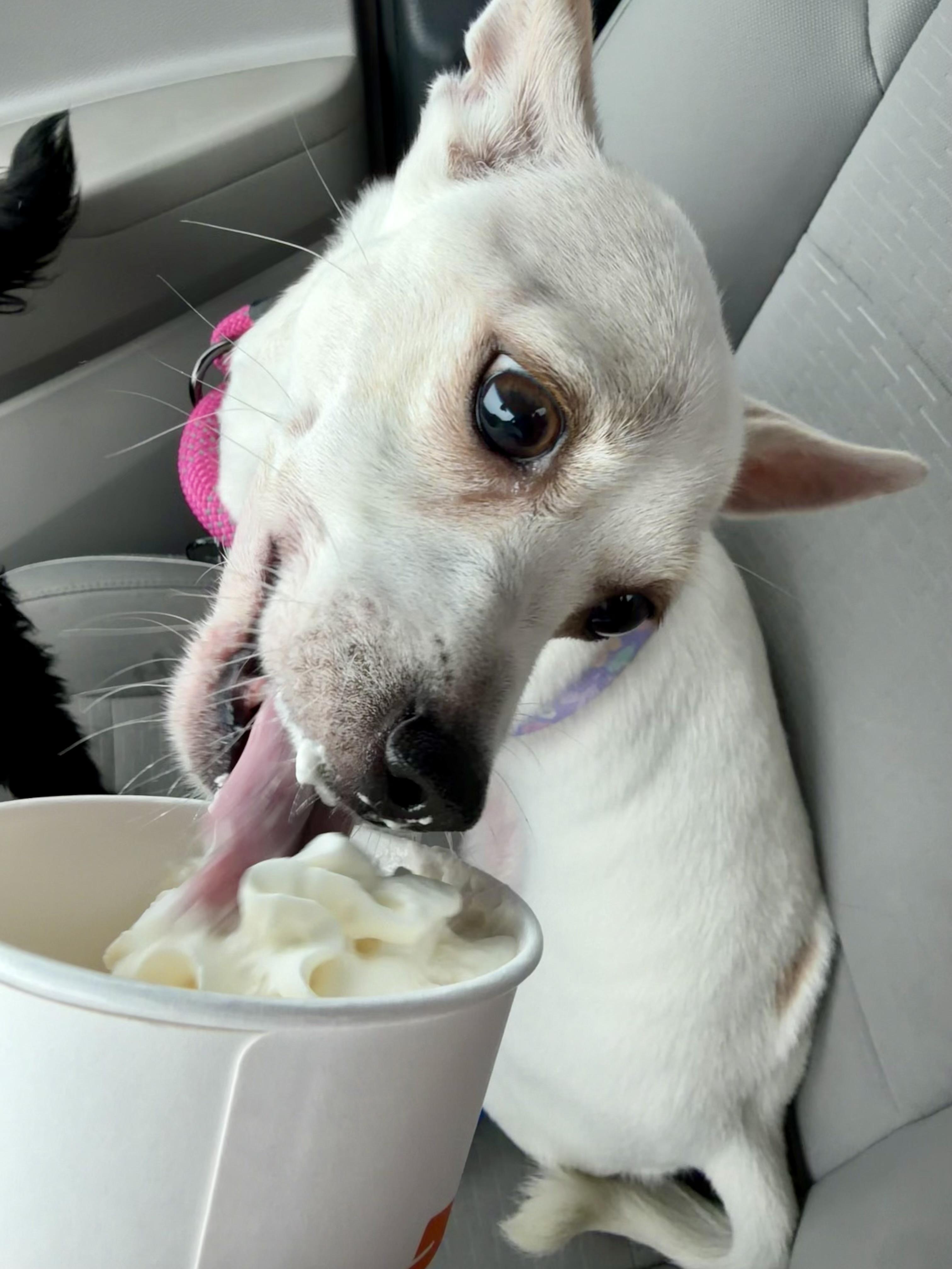 Enlarge Blossom, a Adoptable mixed breed in Berlin, NJ image 2/3