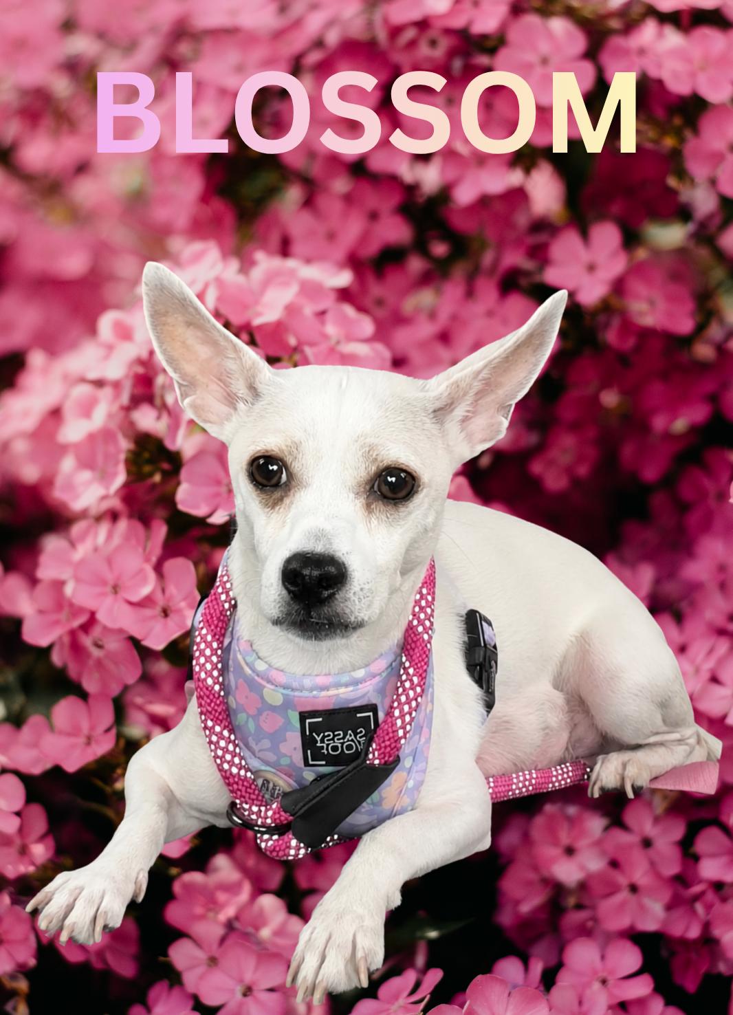Enlarge Blossom, a Adoptable mixed breed in Berlin, NJ image 3/3