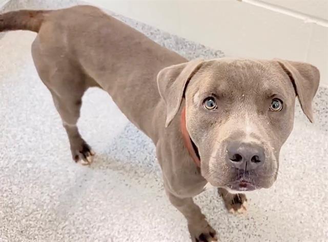SCORSESE, Adoptable, Adult Male Pit Bull Terrier.