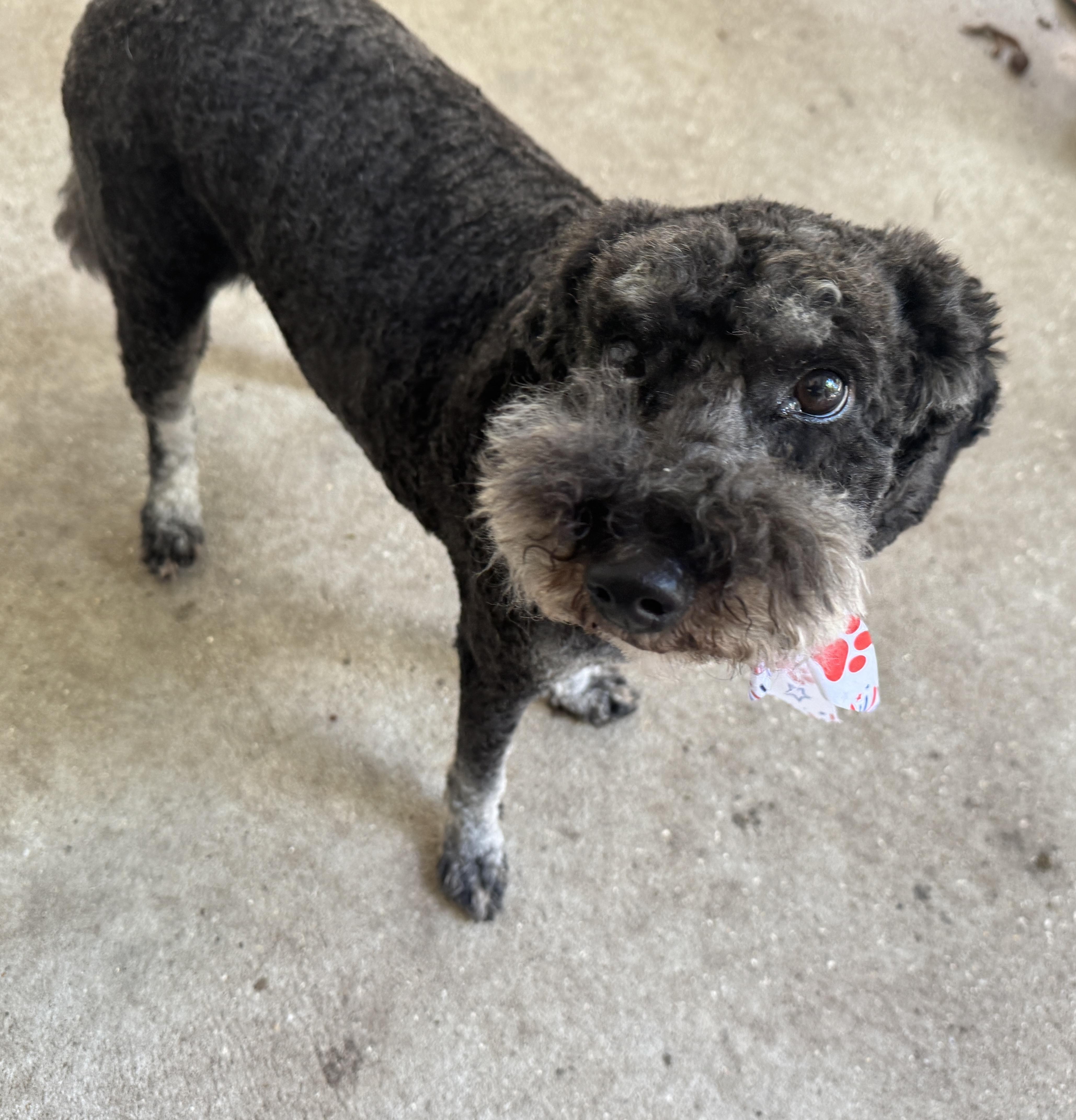 Griswold, a ADOPTABLE Poodle in Navarre, FL image 4/6