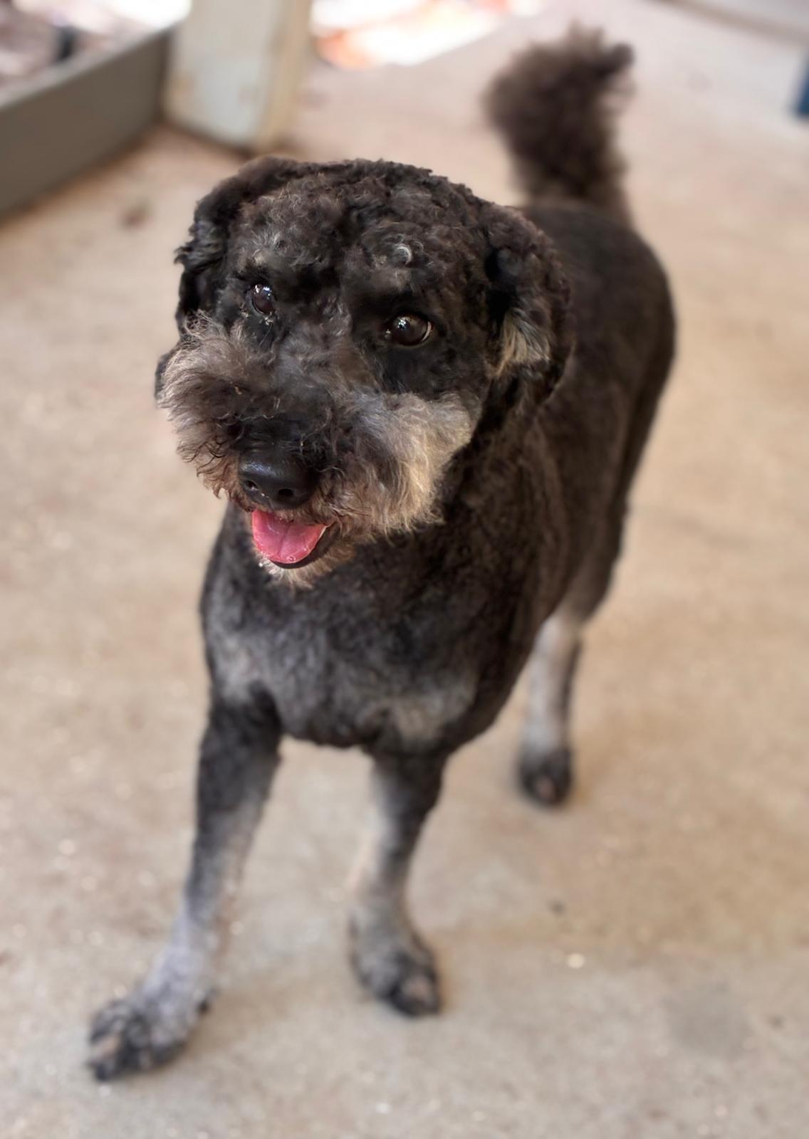 Griswold, a ADOPTABLE Poodle in Navarre, FL image 1/6