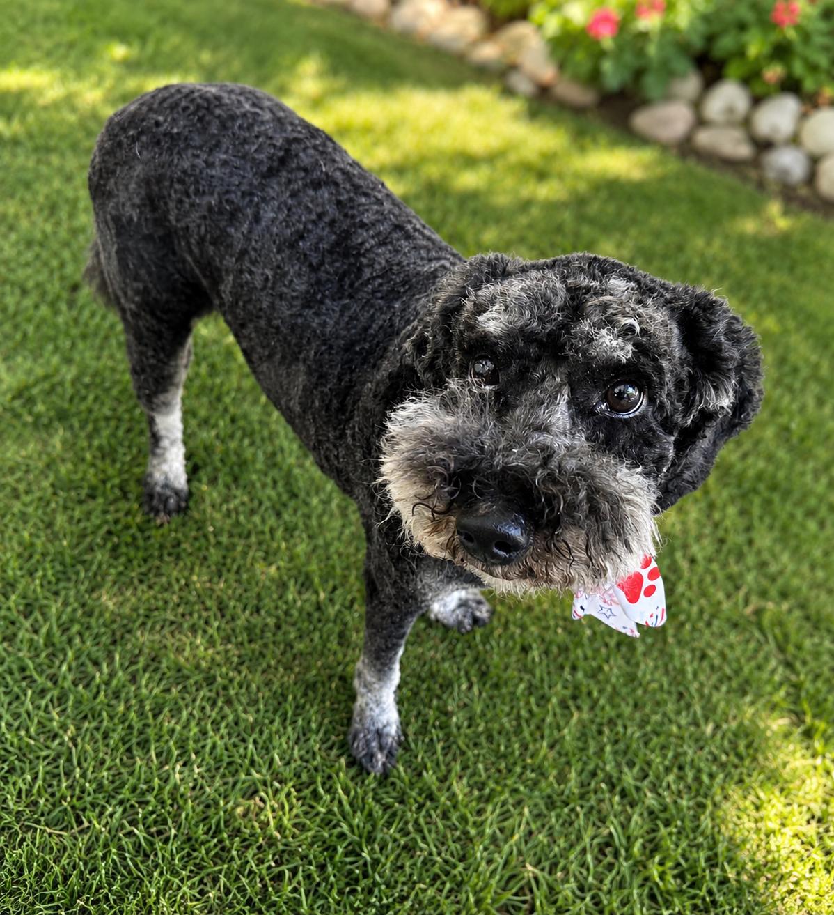 Griswold, a ADOPTABLE Poodle in Navarre, FL image 5/6
