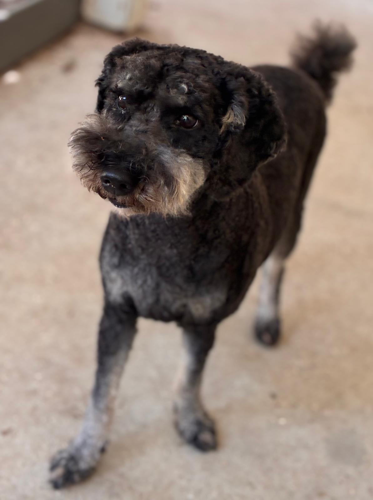 Griswold, a ADOPTABLE Poodle in Navarre, FL image 6/6