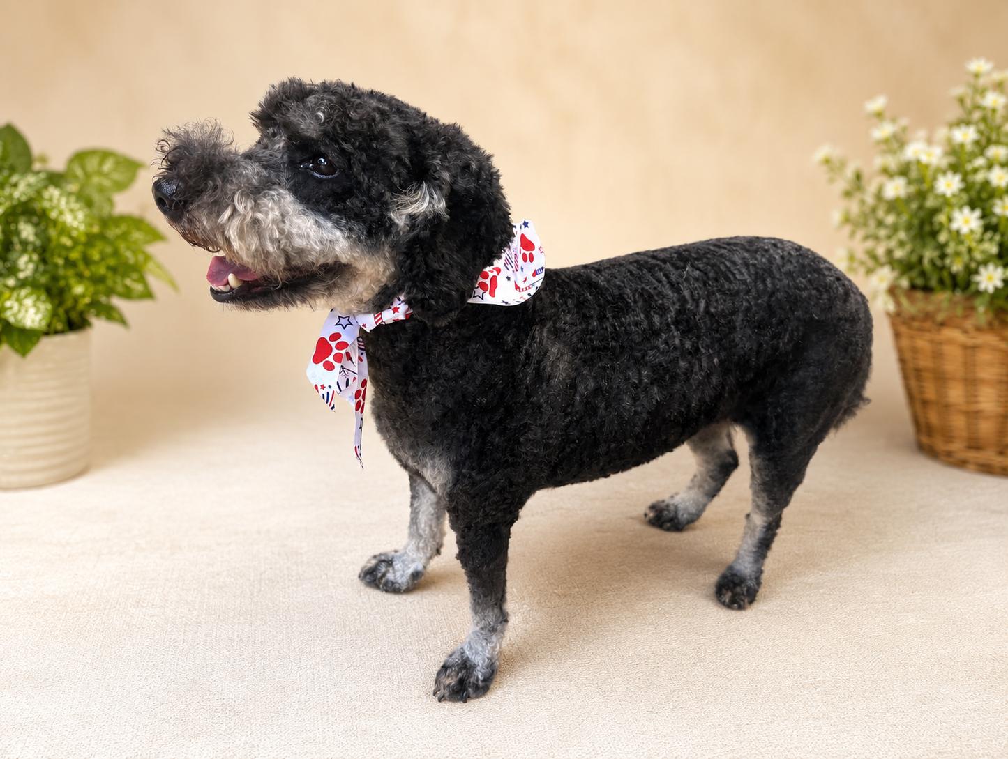 Griswold, a ADOPTABLE Poodle in Navarre, FL image 3/6