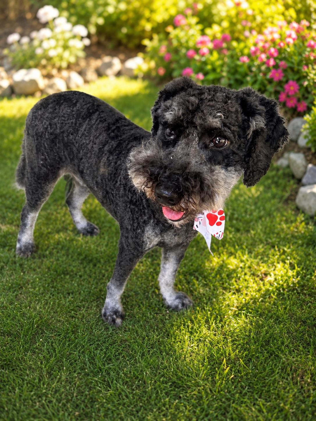 Griswold, ADOPTABLE, Adult Male Goldendoodle.