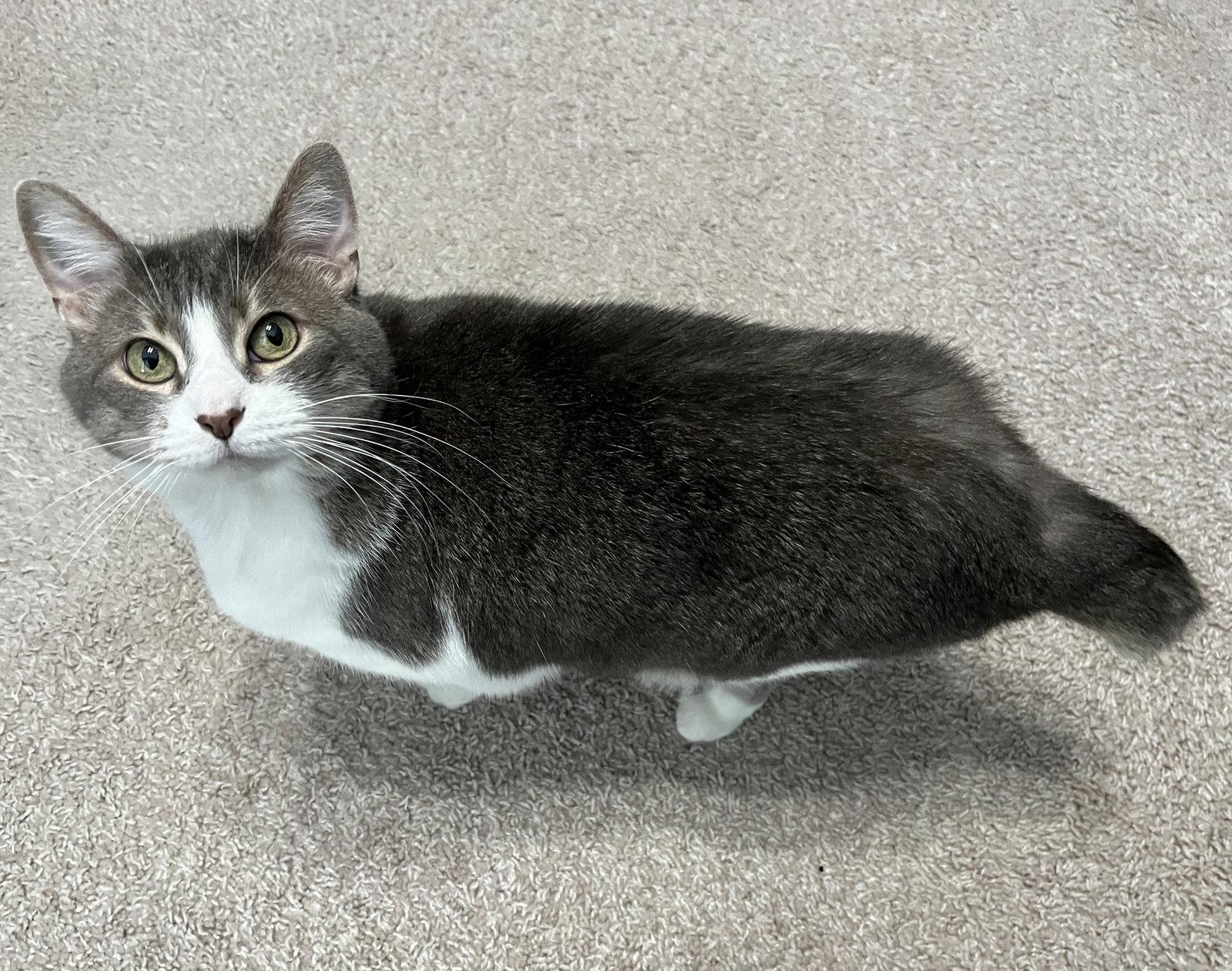 Enlarge Delilah, a Adoptable Tuxedo in Garland, TX image 1/3