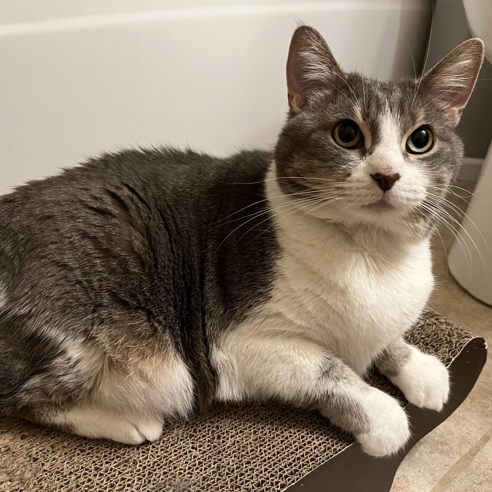 Enlarge Delilah, a Adoptable Tuxedo in Garland, TX image 2/3